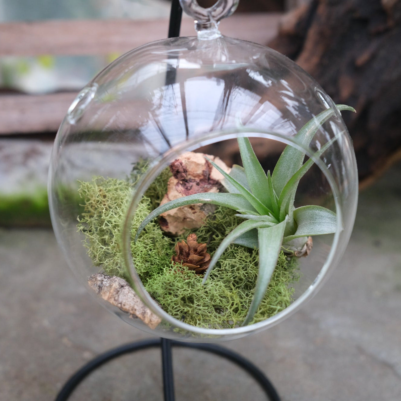 dream catcher air plant Air Plant Sphere | Terrariums in Lexington, KY