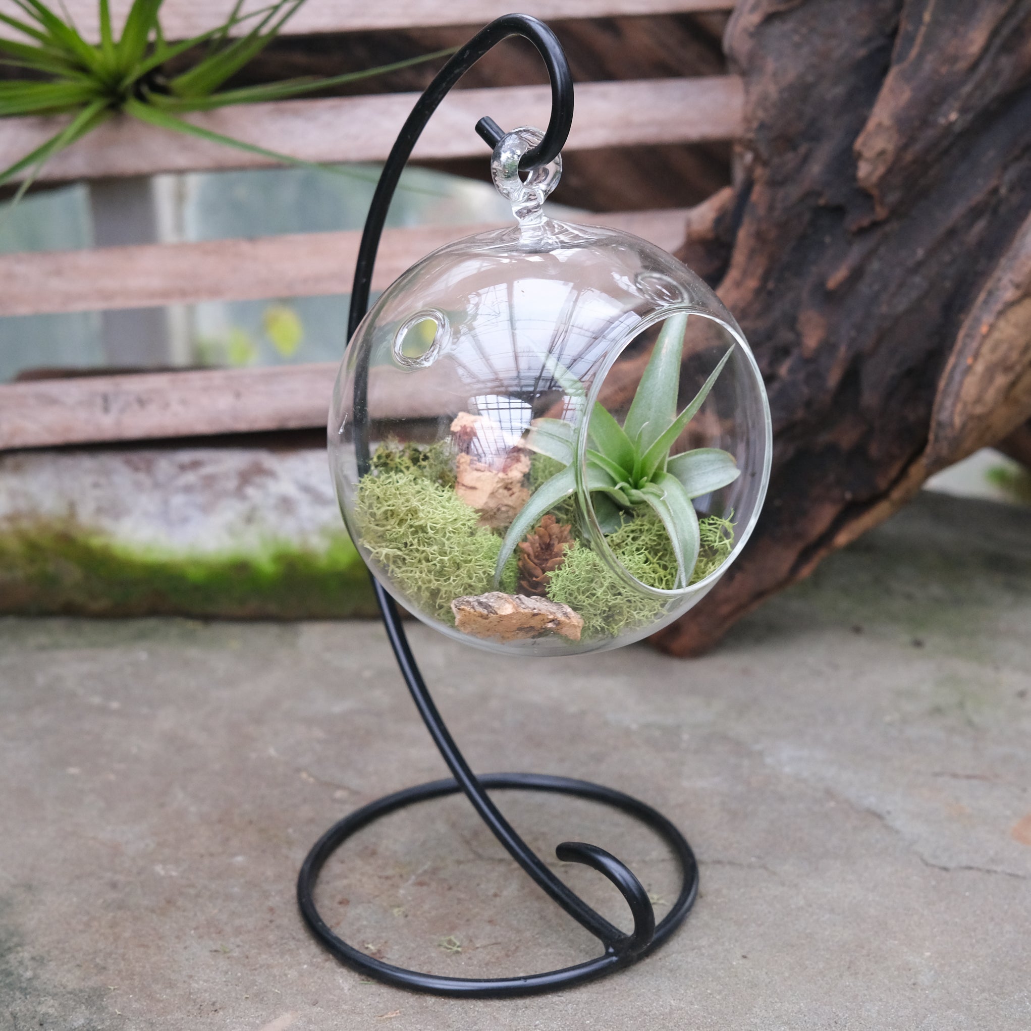Air Plant Sphere | Terrariums in Lexington, KY | Michler's Florist