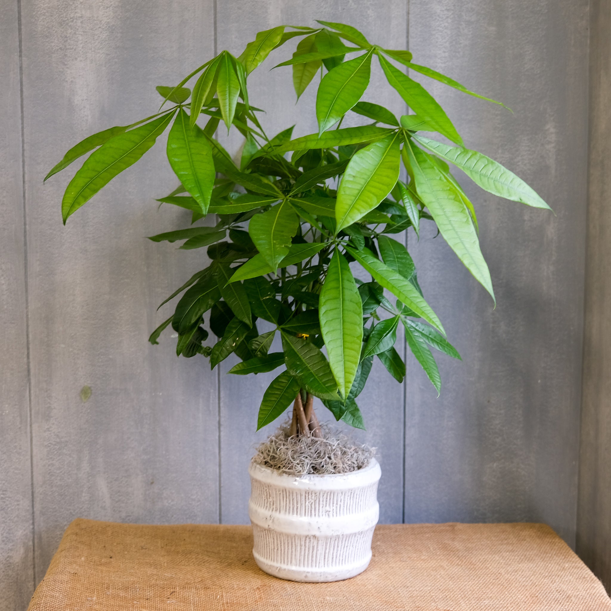 money tree create account Ivy Houseplant delivered in Lexington, KY by Michler's Florist – Michler's Florist, Greenhouses & Garden Design