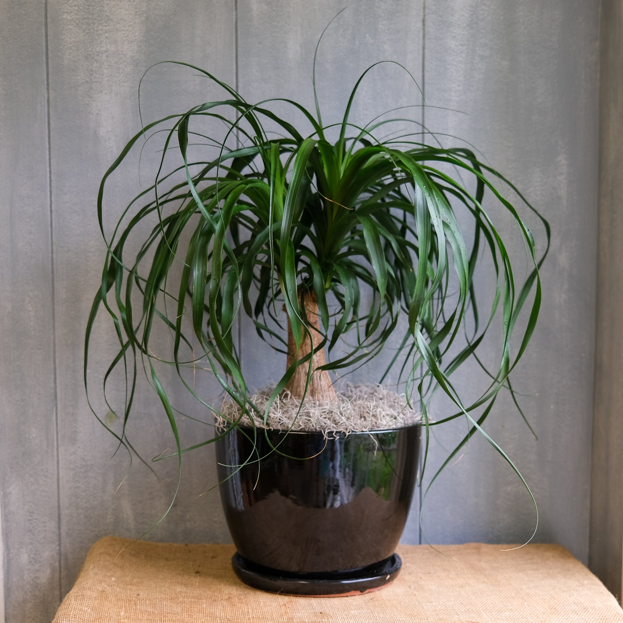 indoor ponytail palm flower Ponytail Palm- Beaucarnea recurvata – Michler's Florist, Greenhouses & Garden Design