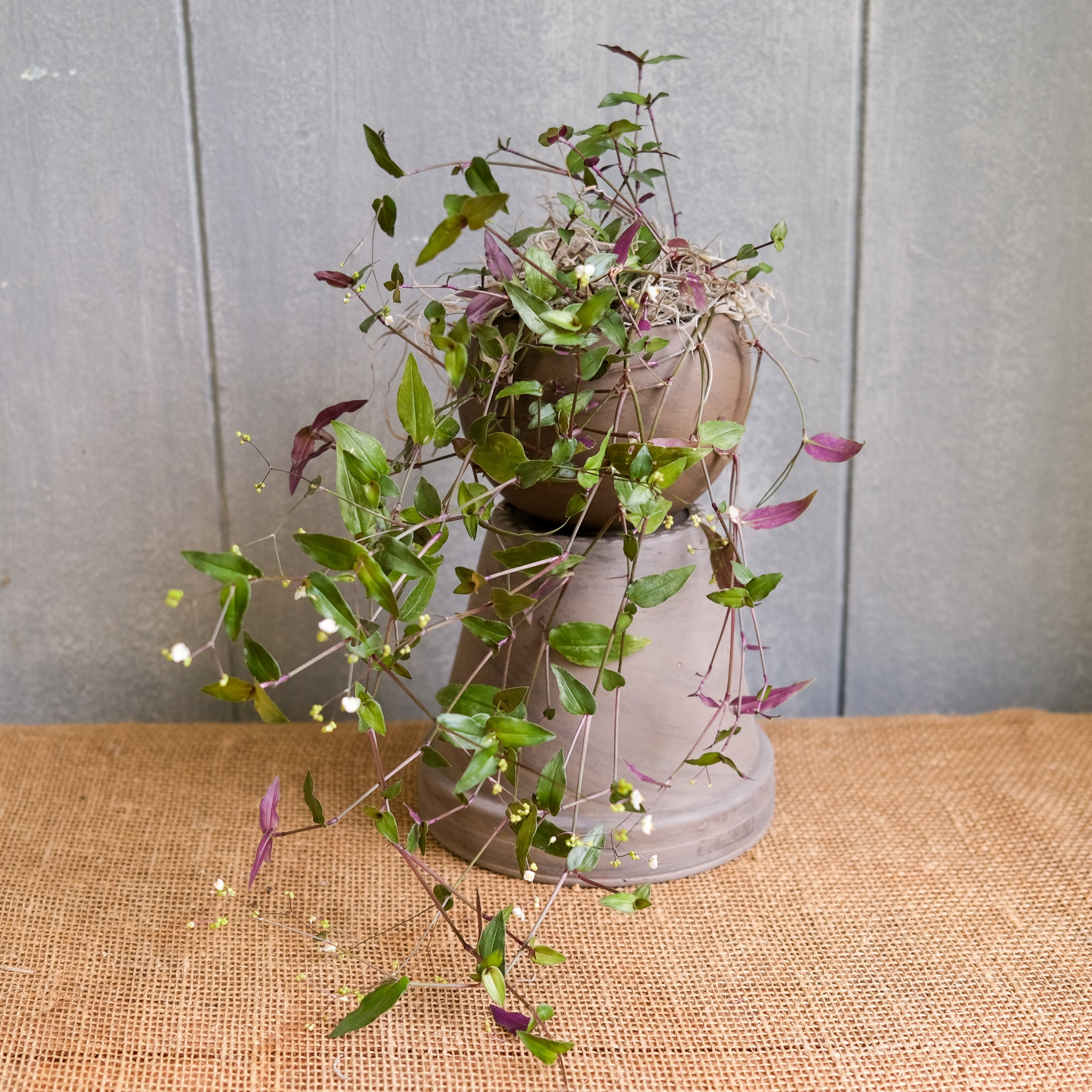 tahitian bridal veil indoor plant Tradescantia multiflora - Tahitian Bridal Veil