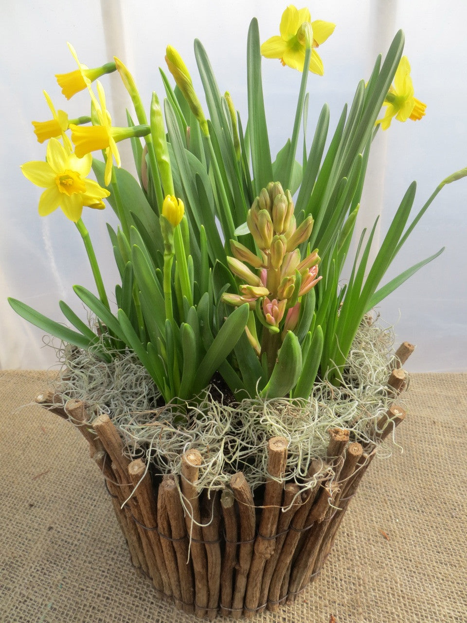 Narcissus - Daffodiles in a twig container | Michler's Florist
