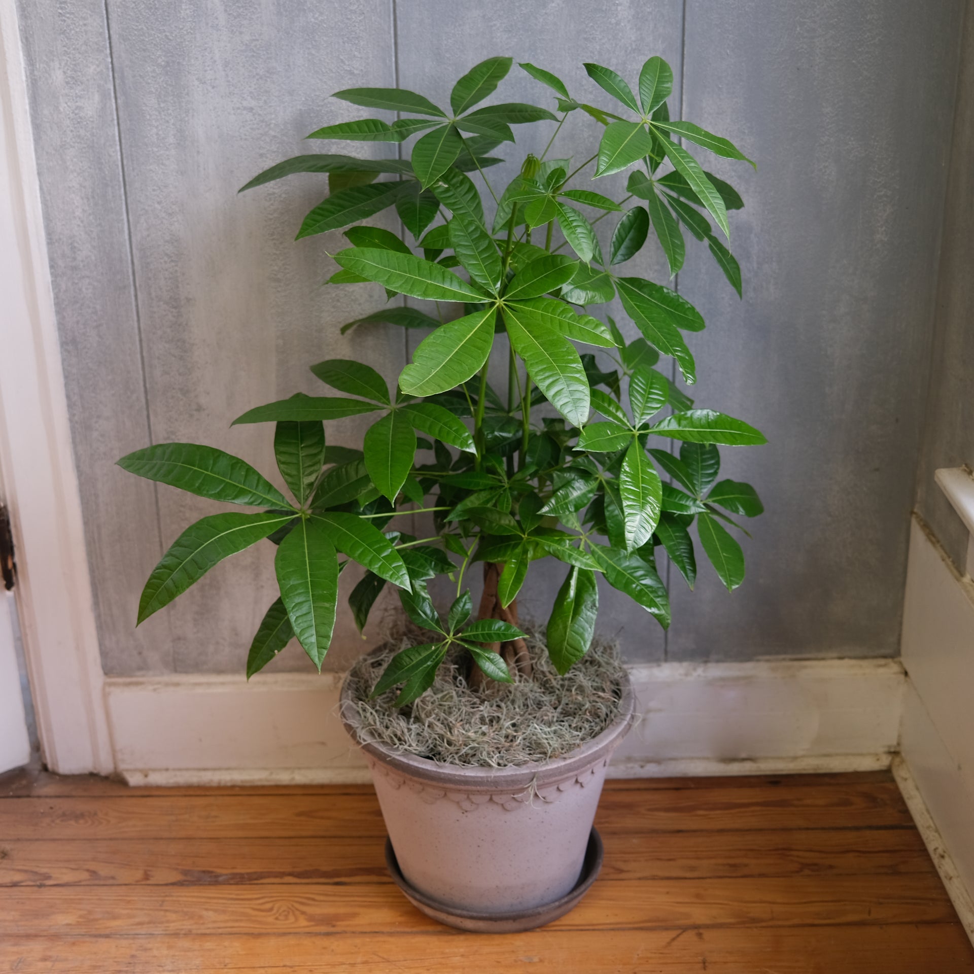 money tree yakima Money Tree | Lexington, KY