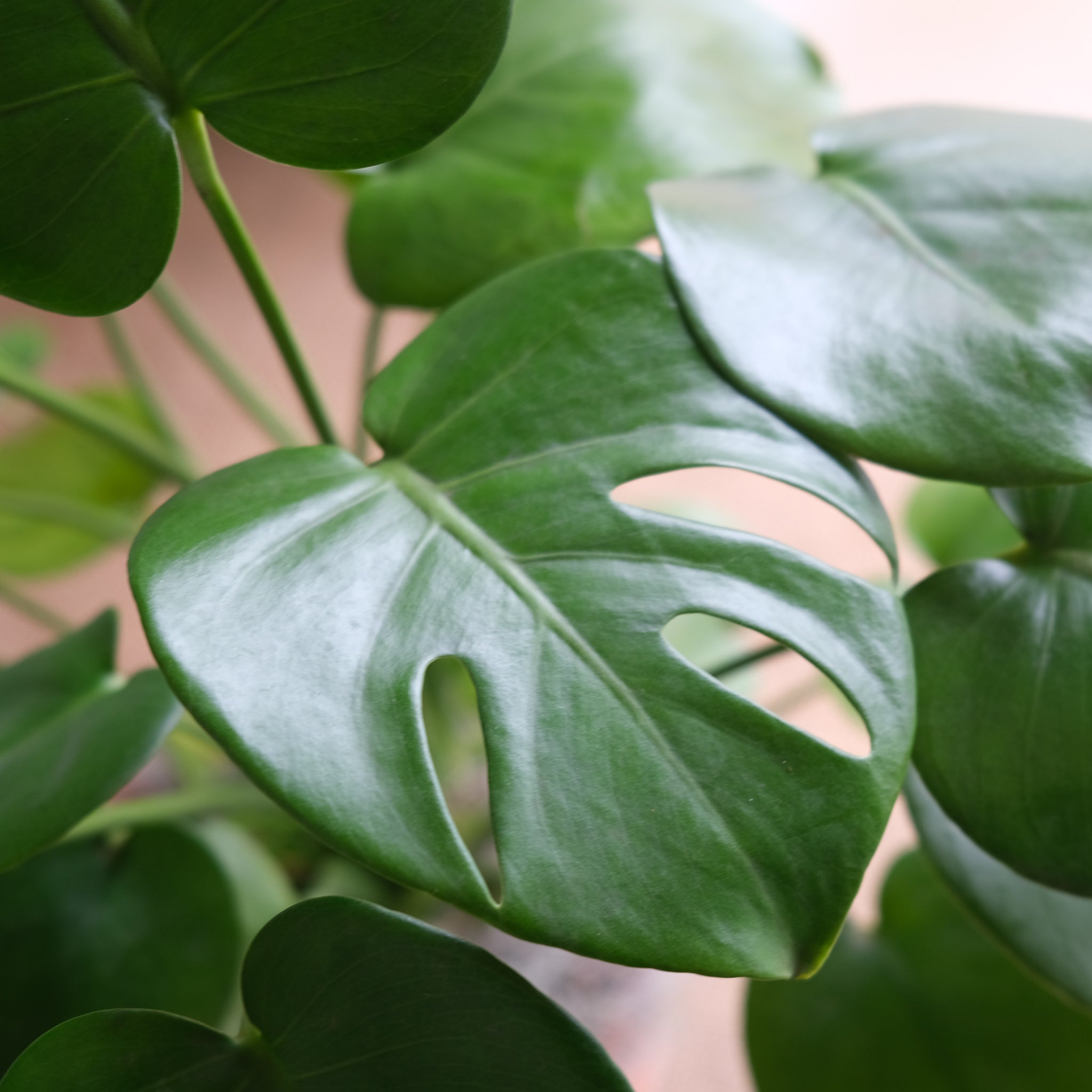 Monstera deliciosa, Swiss Cheese Plant, Lexington, KY