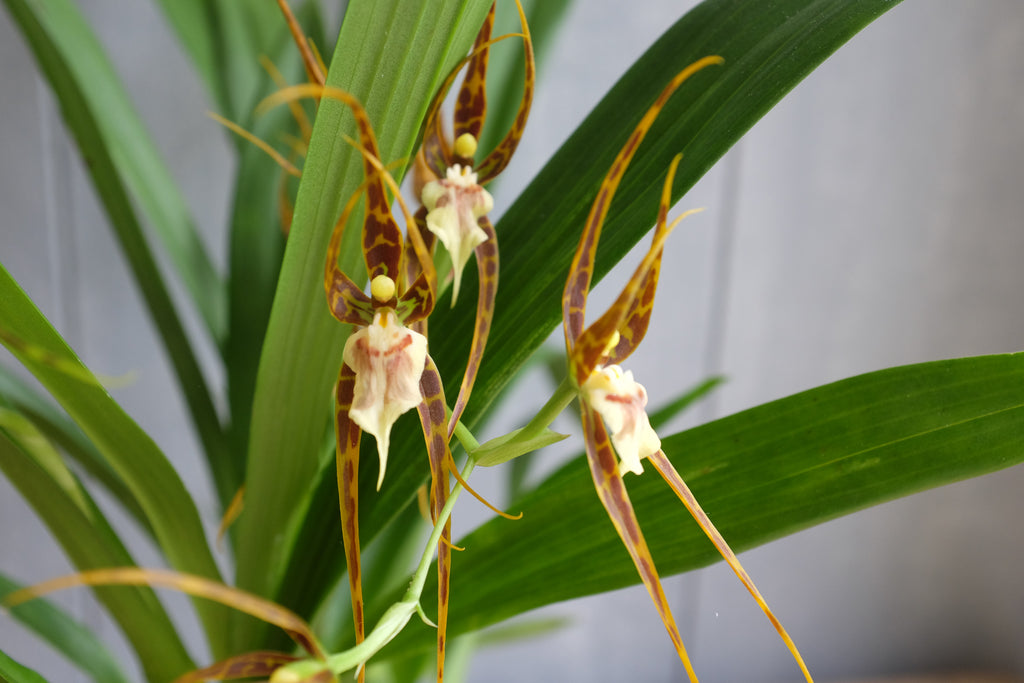 Blooming Oncidium Orchid