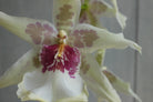 Blooming Oncidium Orchid