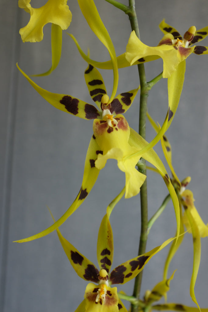 Blooming Oncidium Orchid