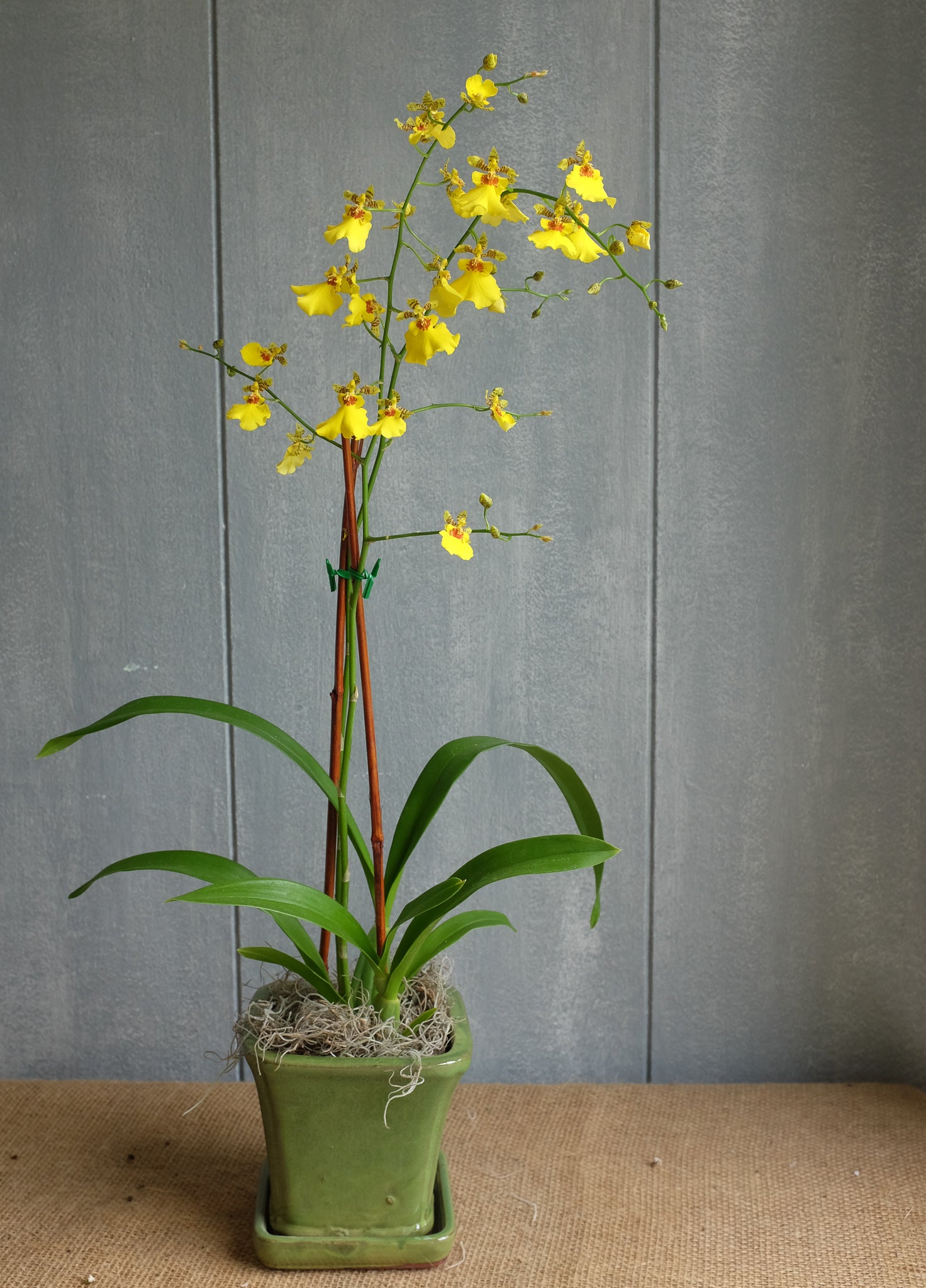 Oncidium Orchid