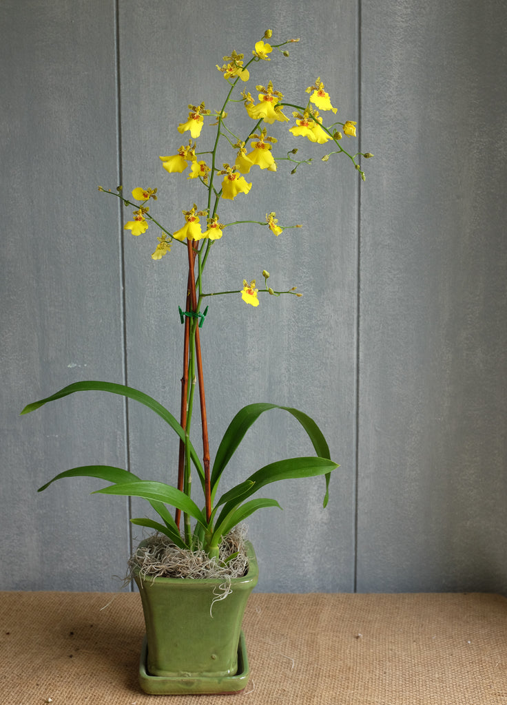 Blooming Oncidium Orchid