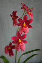 Oncidopsis exotic orchid by Michler's Florist 