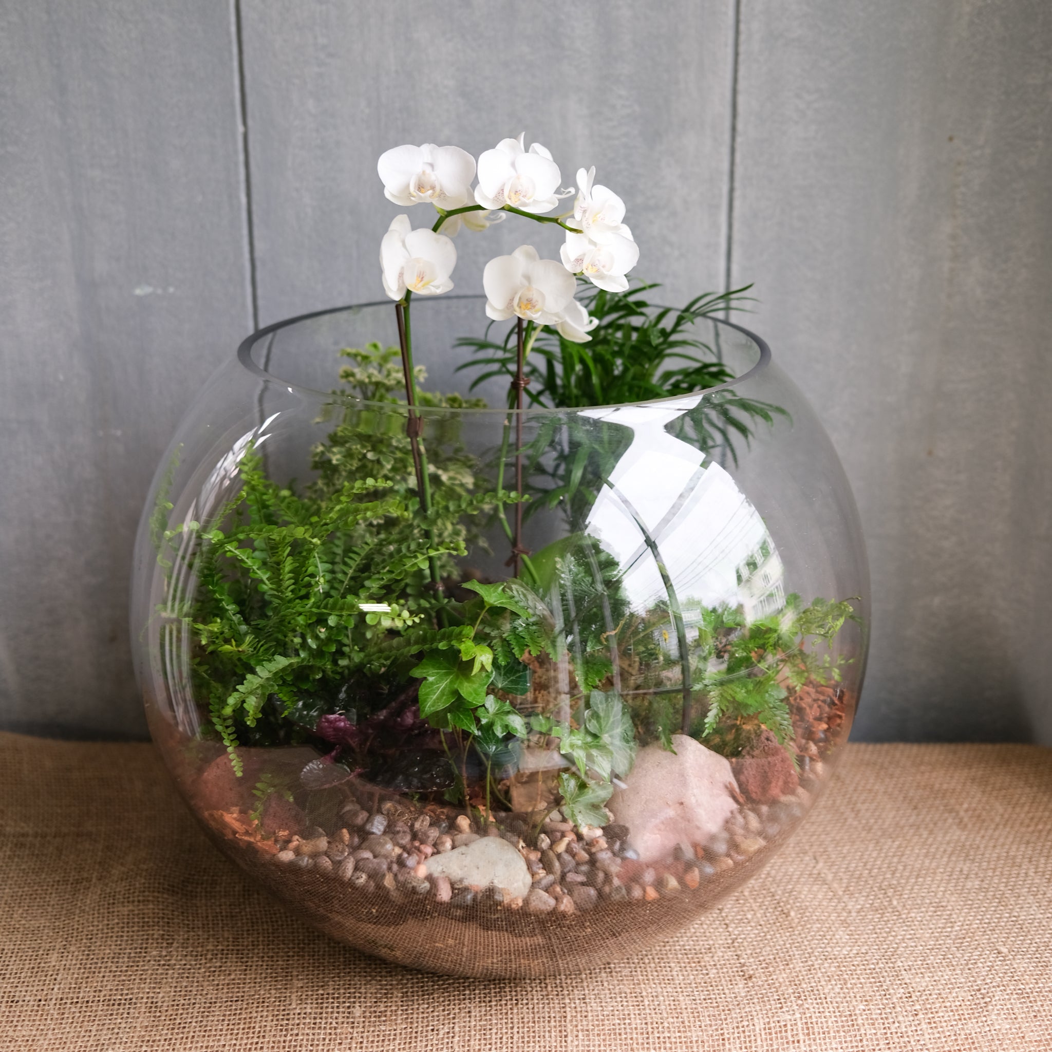 terrarium plants nearby Orchid Terrarium | Delivered in Lexington, Kentucky