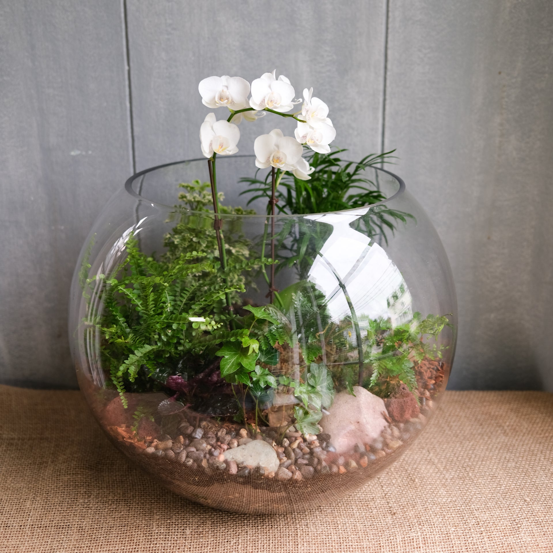Orchid Terrarium