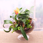 Cattleya orchid planted in a European glass bias bowl | Michler's Florist