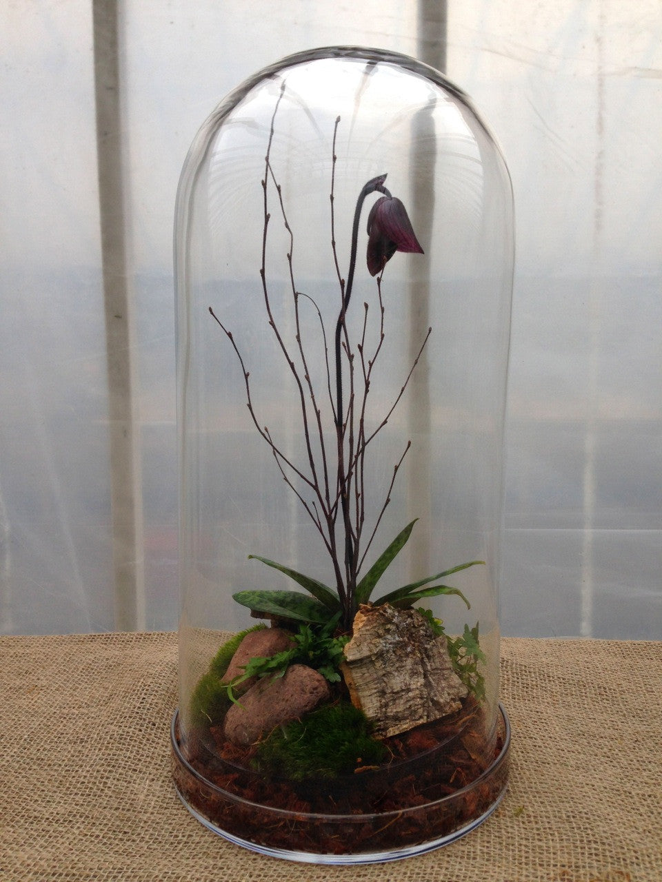 cloche terrarium plants Lady Slipper Orchid Cloche | Lexington, KY Florist