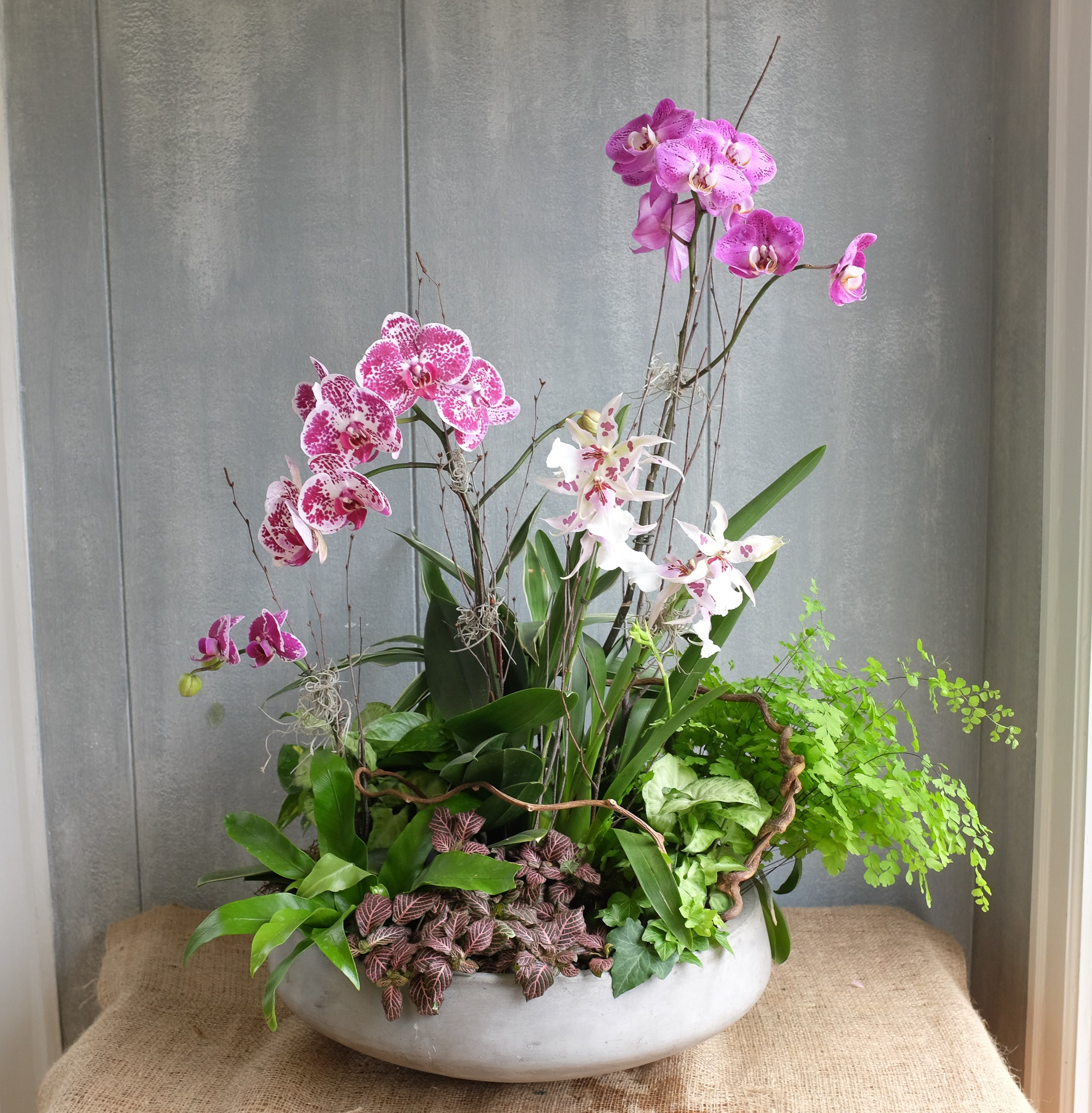 Garden orchid hotsell