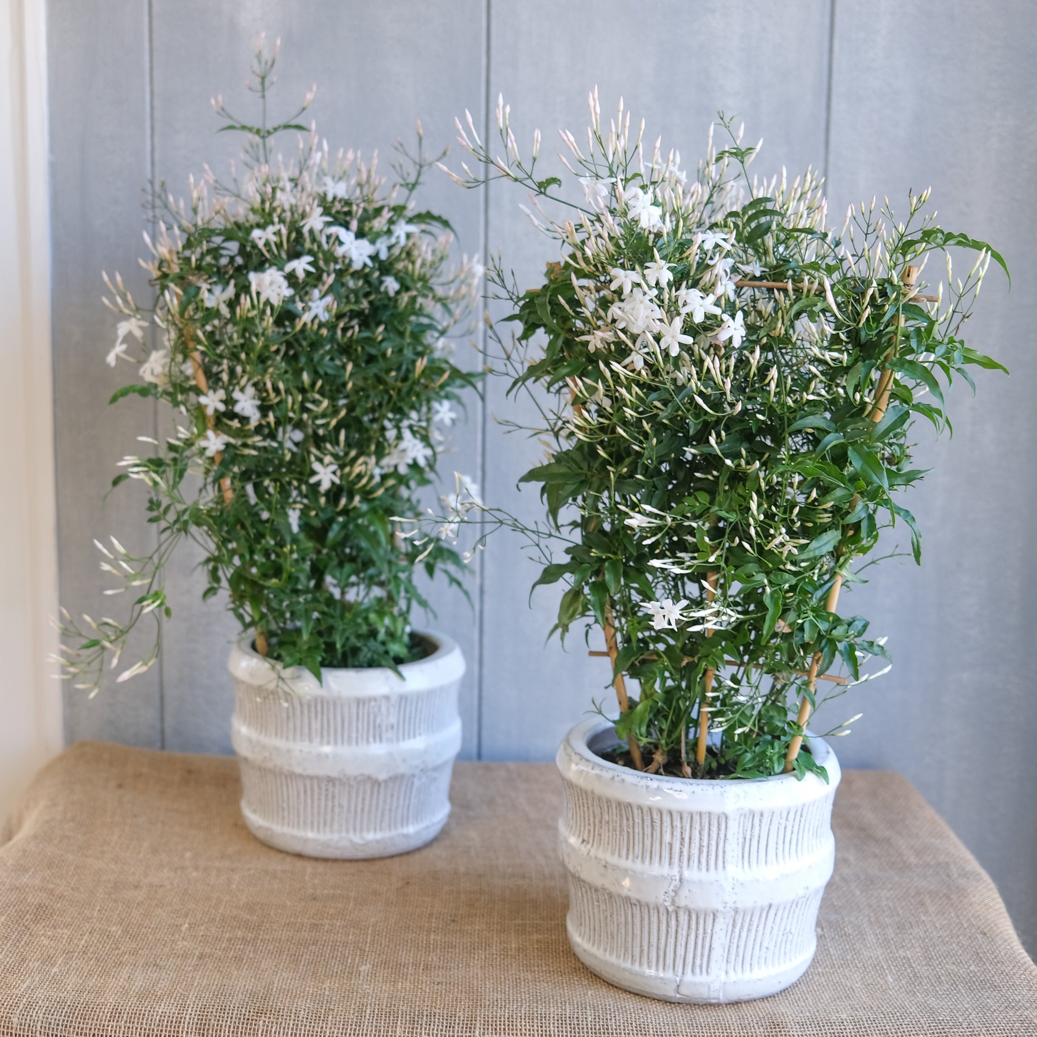 blok Sjældent blande Potted Jasmine l flowering Plant by Michler Florist l Lexington KY