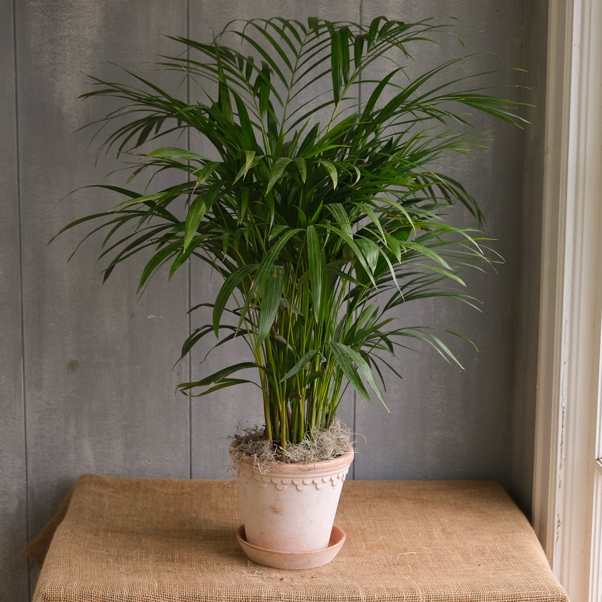 areca palm plant near 11704 Areca Palm | Lexington, KY