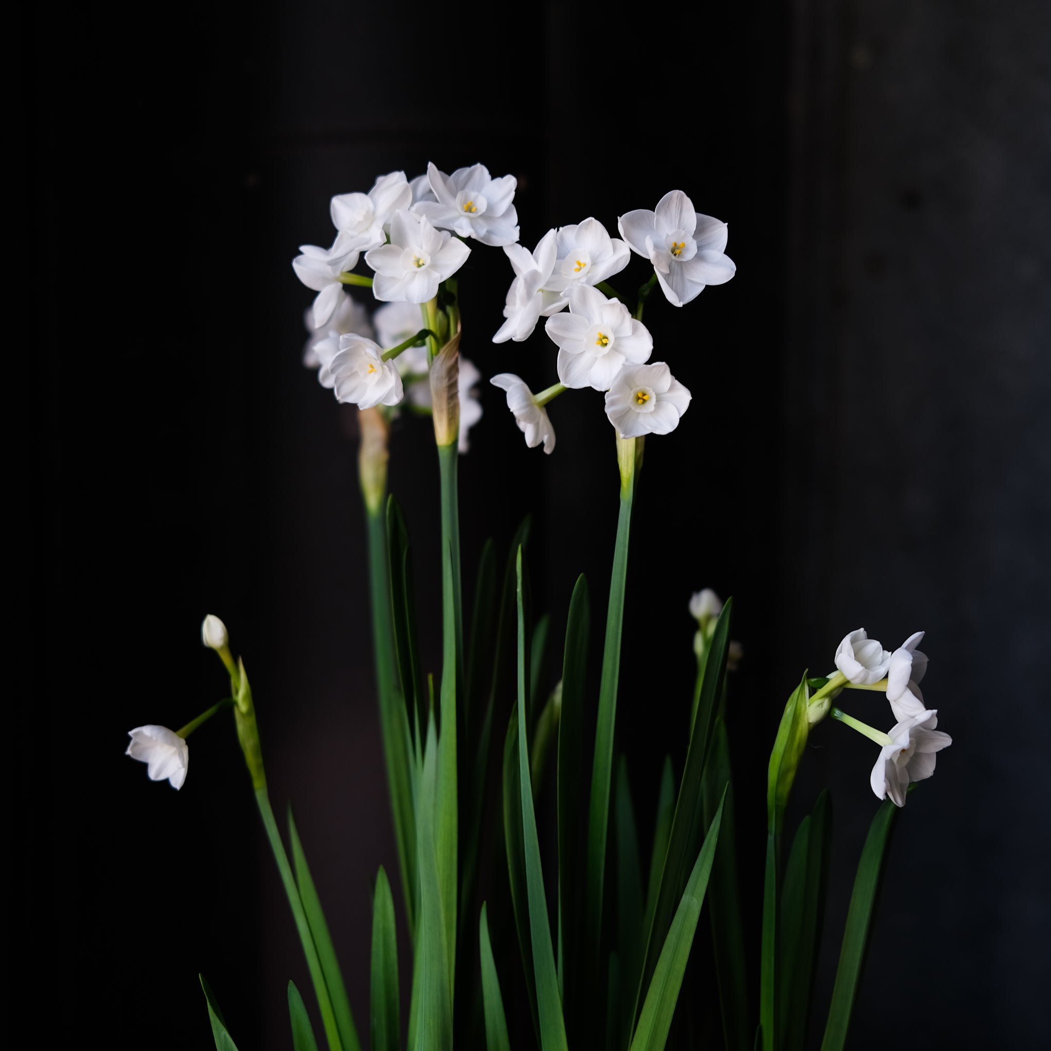 Paperwhite Narcissus, House Plants in Lexington, KY