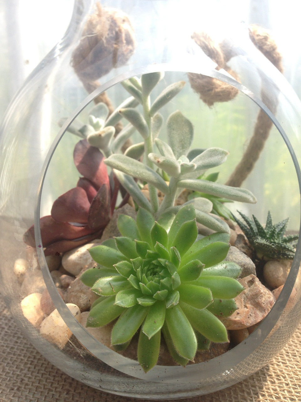 succulents in glass globes Paradise Succulent Terrarium by Michler's Florist