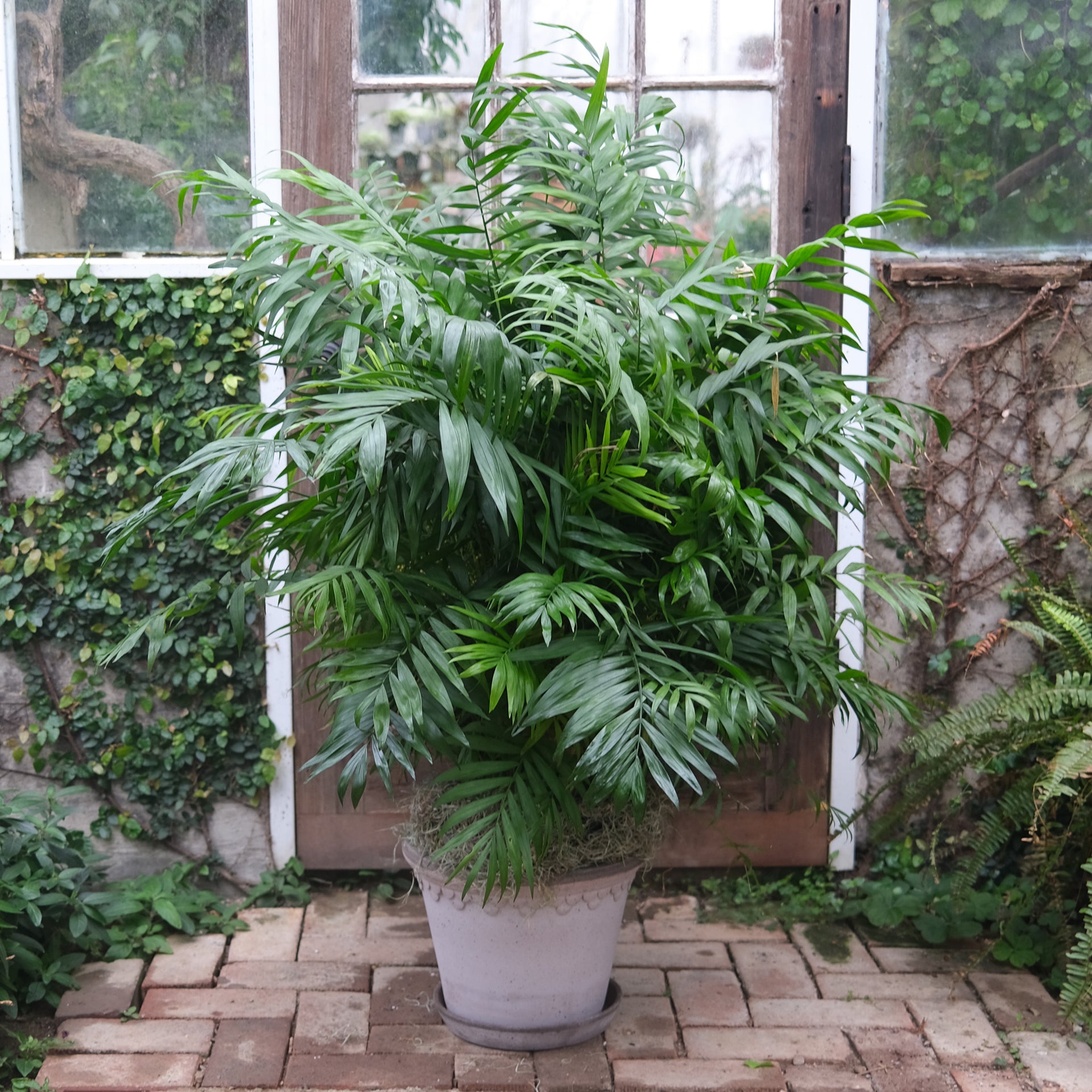 indoor plants lexington ky Palm - Parlor