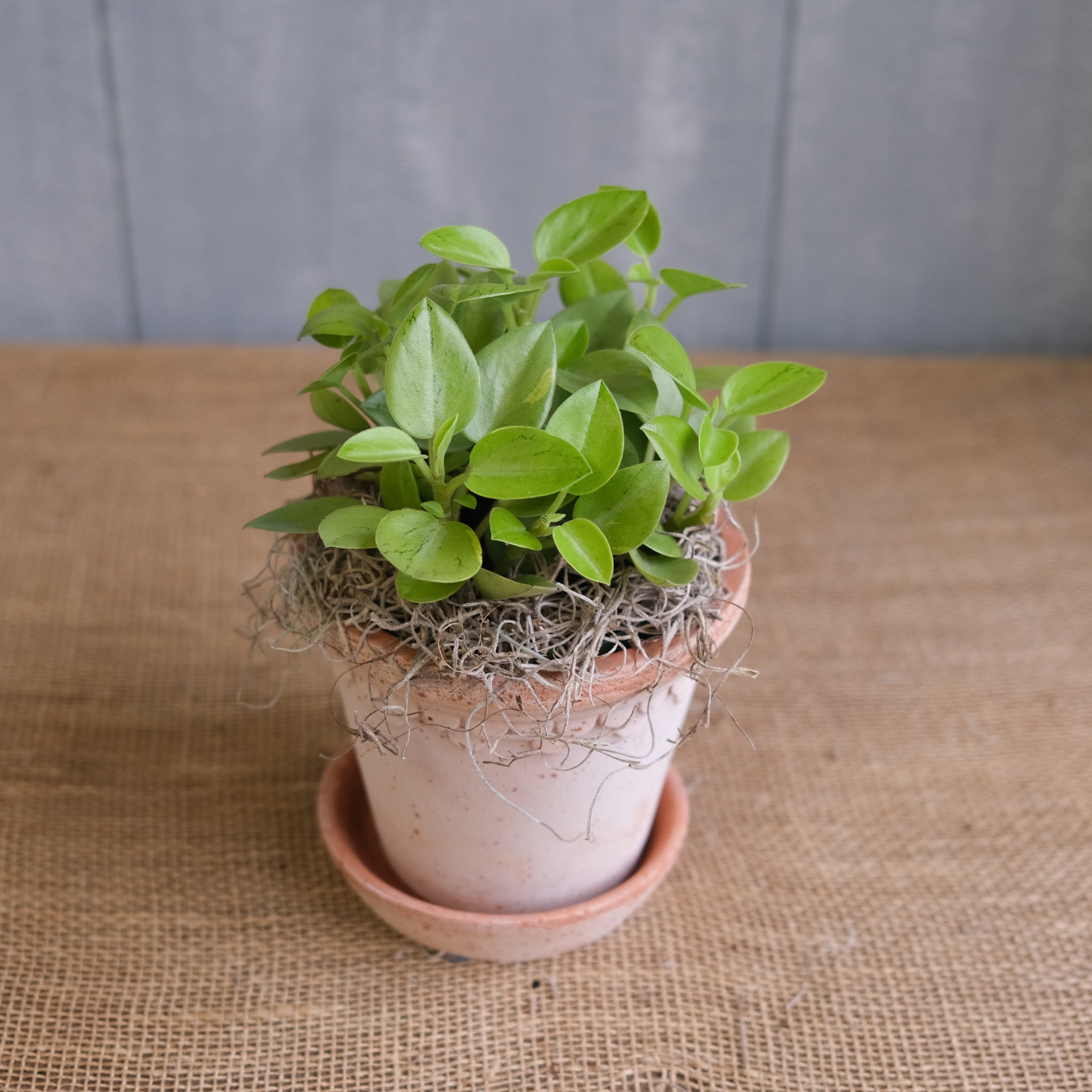 Peperomia Pixie