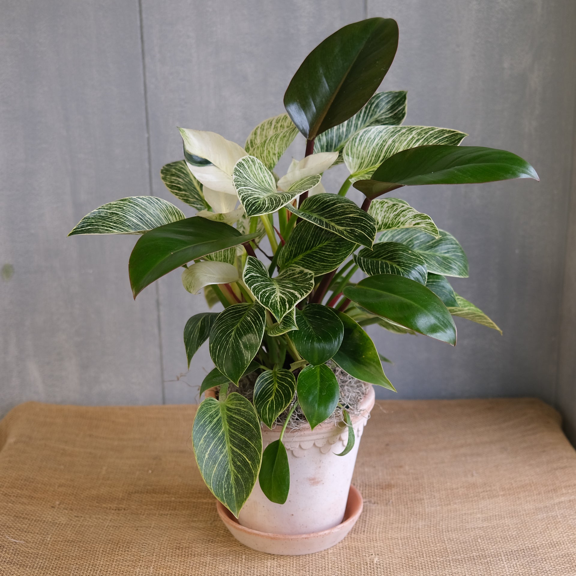 Philodendron - Birkin | Lexington, KY