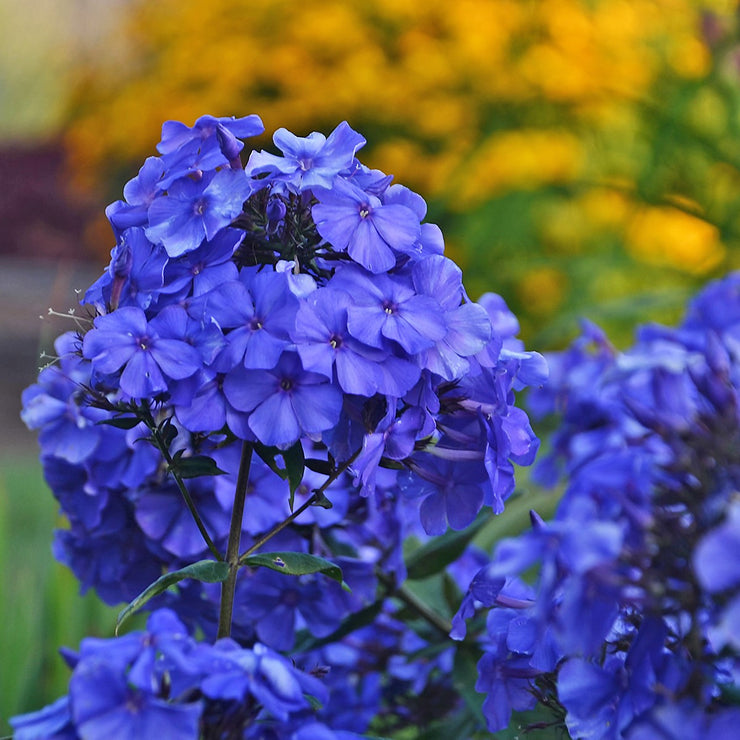 Phlox paniculata 'Blue Paradise' (Garden Phlox) Michler's Florist