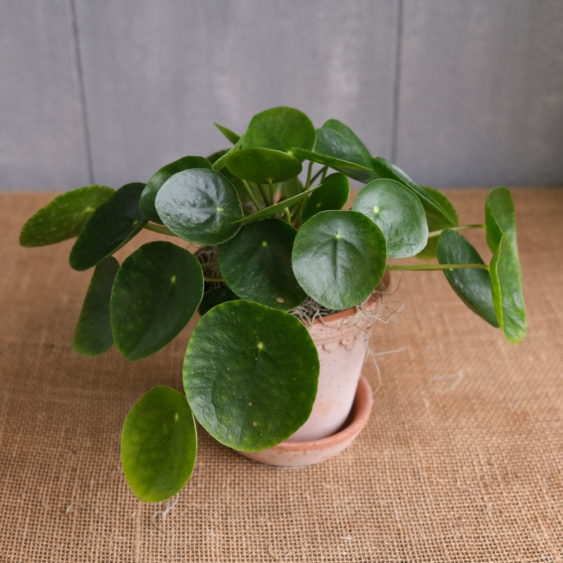vietnamese money plant Pilea - Chinese Money Plant (Pilea peperomioides)