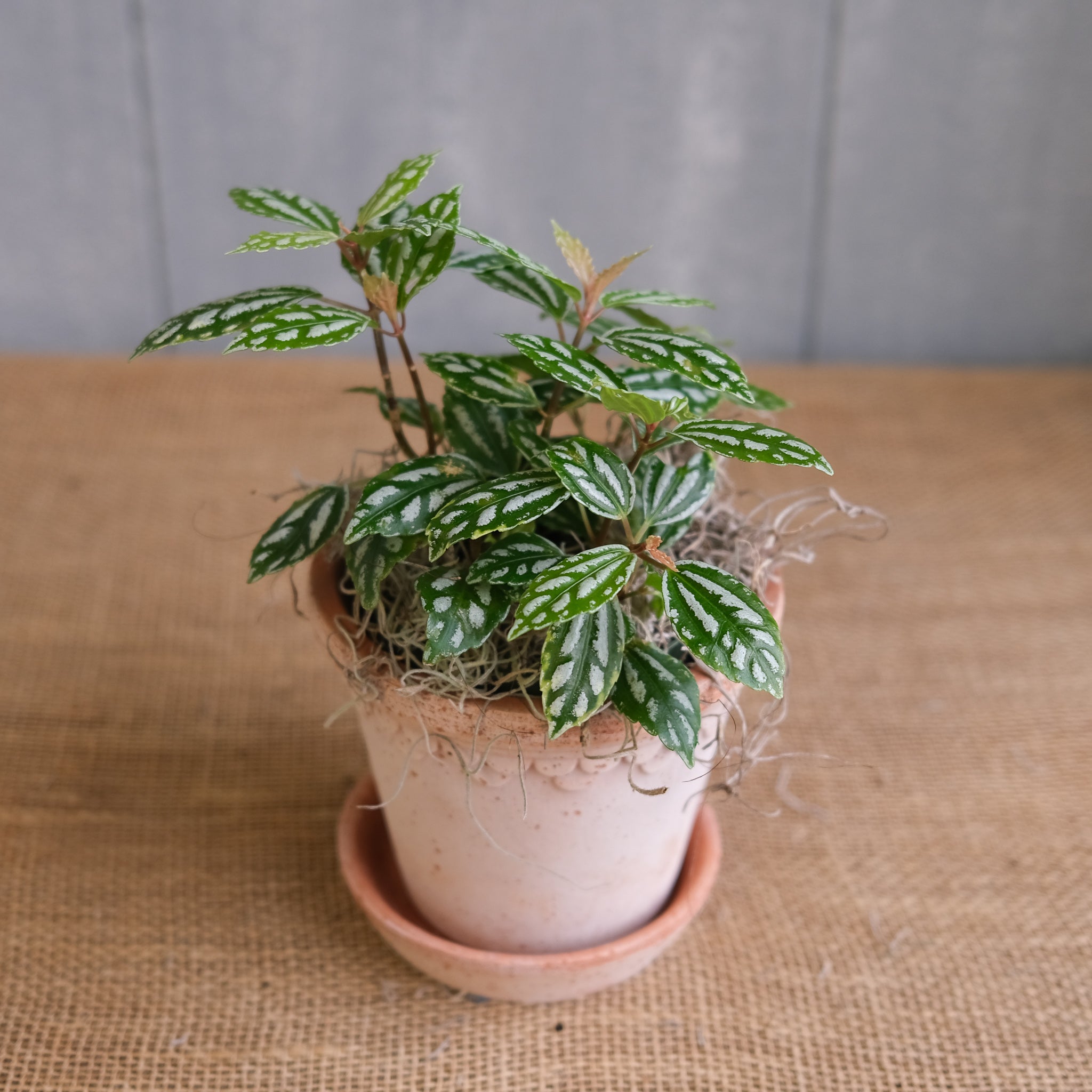 Pilea Cadierei Aluminum Plant: Care Tips for Thriving Growth Pilea Cadierei Aluminum Plant: Care Tips for Thriving Growth