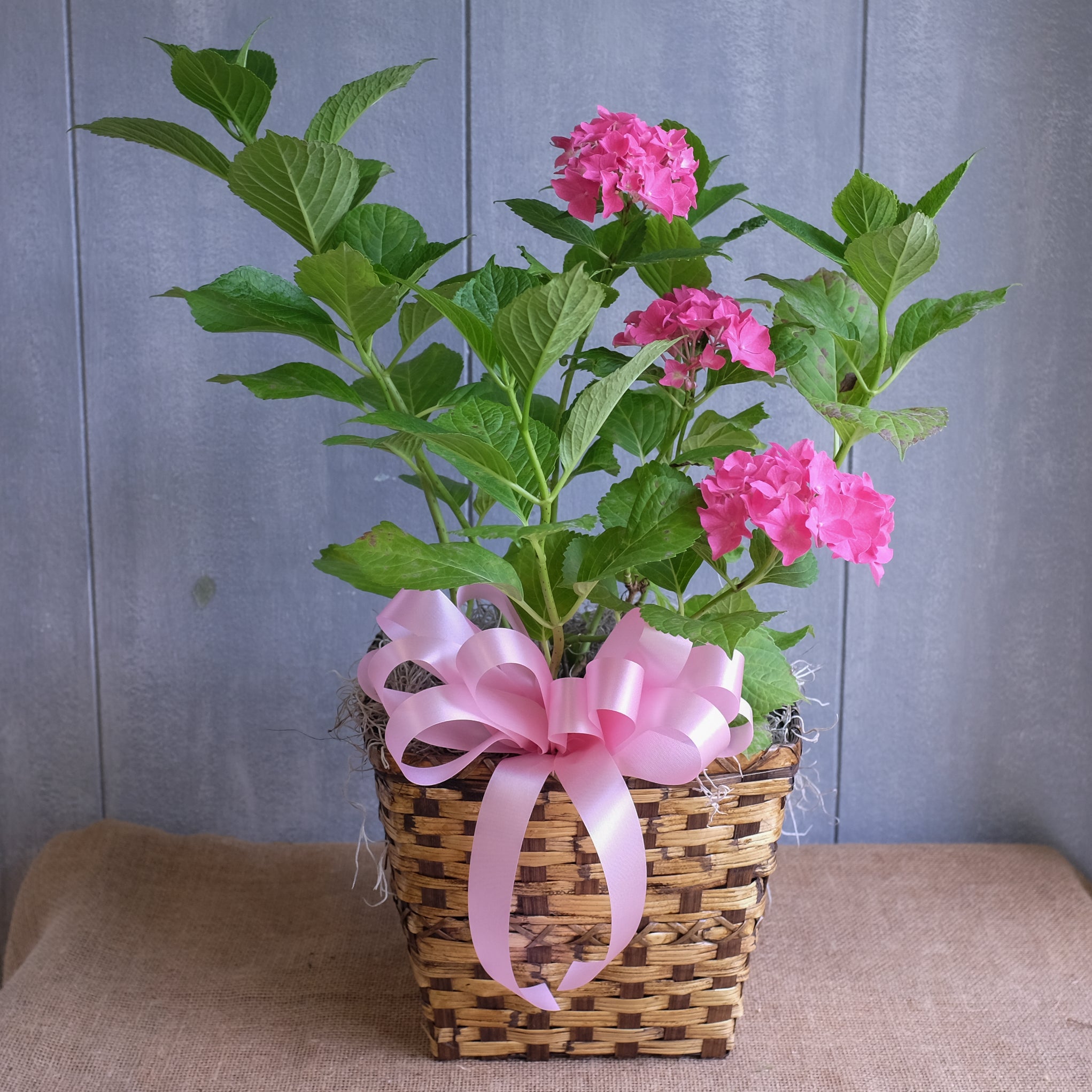 Pink blooming hydrangea shrub in a basket.