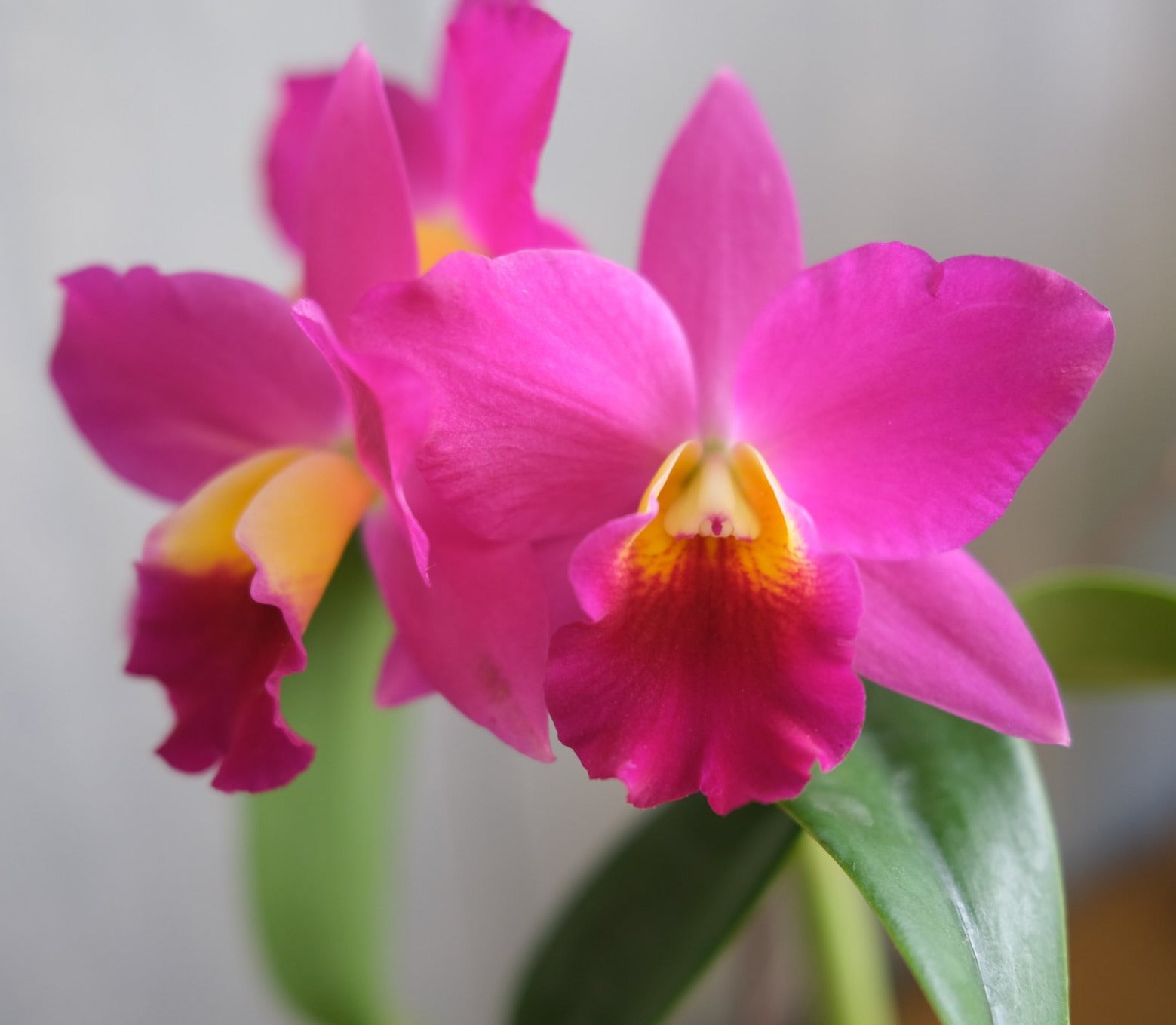 Close up of Pink Cattleya Orchid
