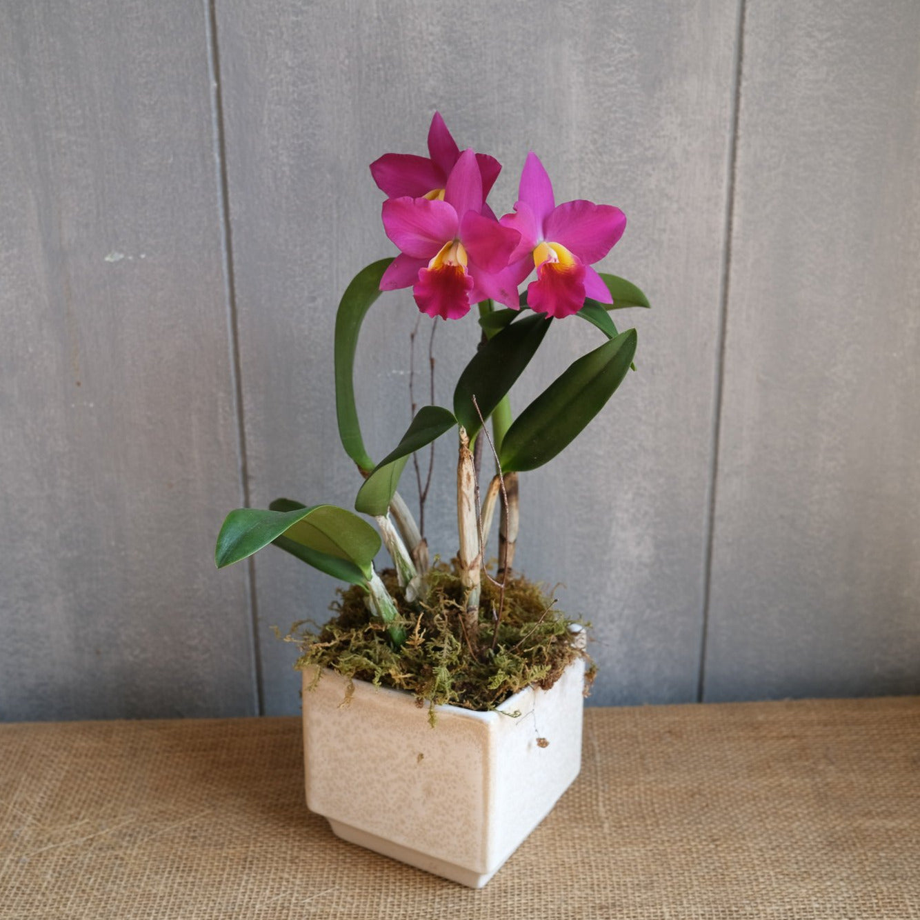 Pink Cattleya Orchid Plant