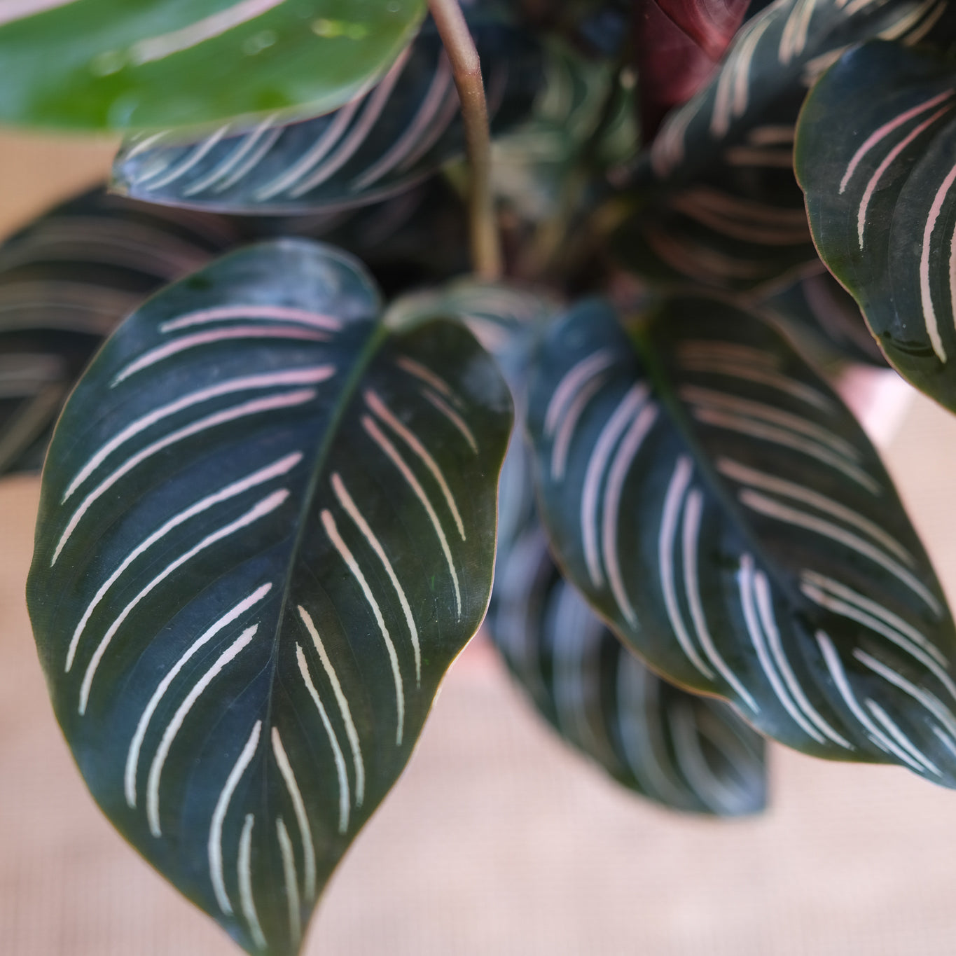 Calathea ornata  Pin Stripe Calathea at Gettysburg Plant Shop – LOCAFLORA