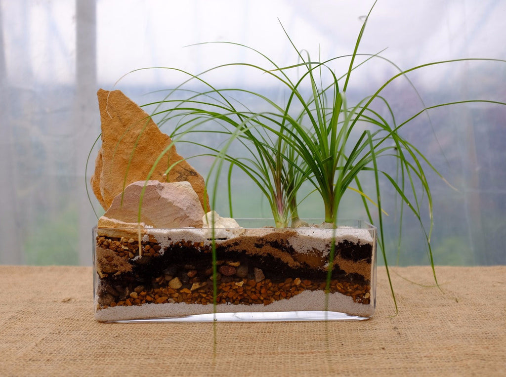 Glass Planter with Pony Tail Palms | Michler's Florist, Greenhouses & Garden Design