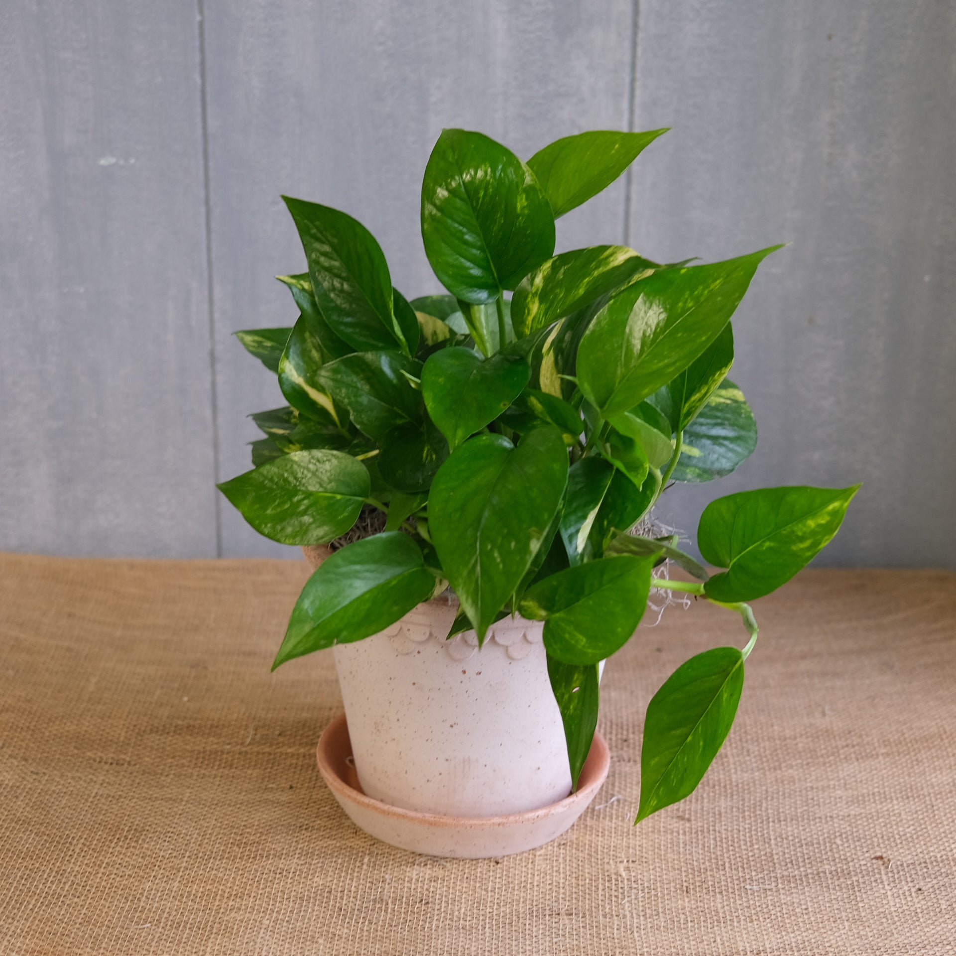 churchill golden pothos Golden Pothos | Lexington, KY