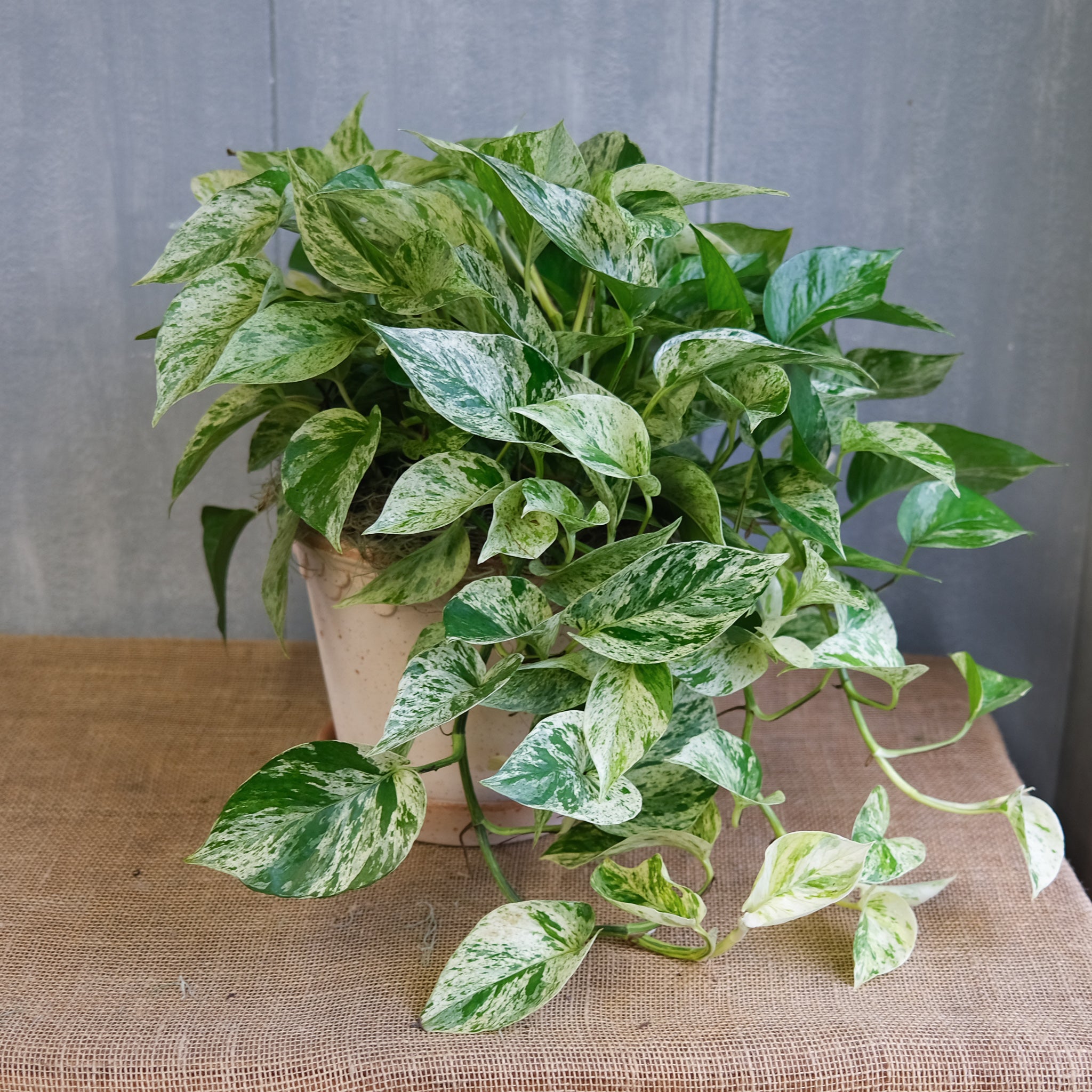 image.title The Epipremnum Marble Queen: A Variegated Beauty