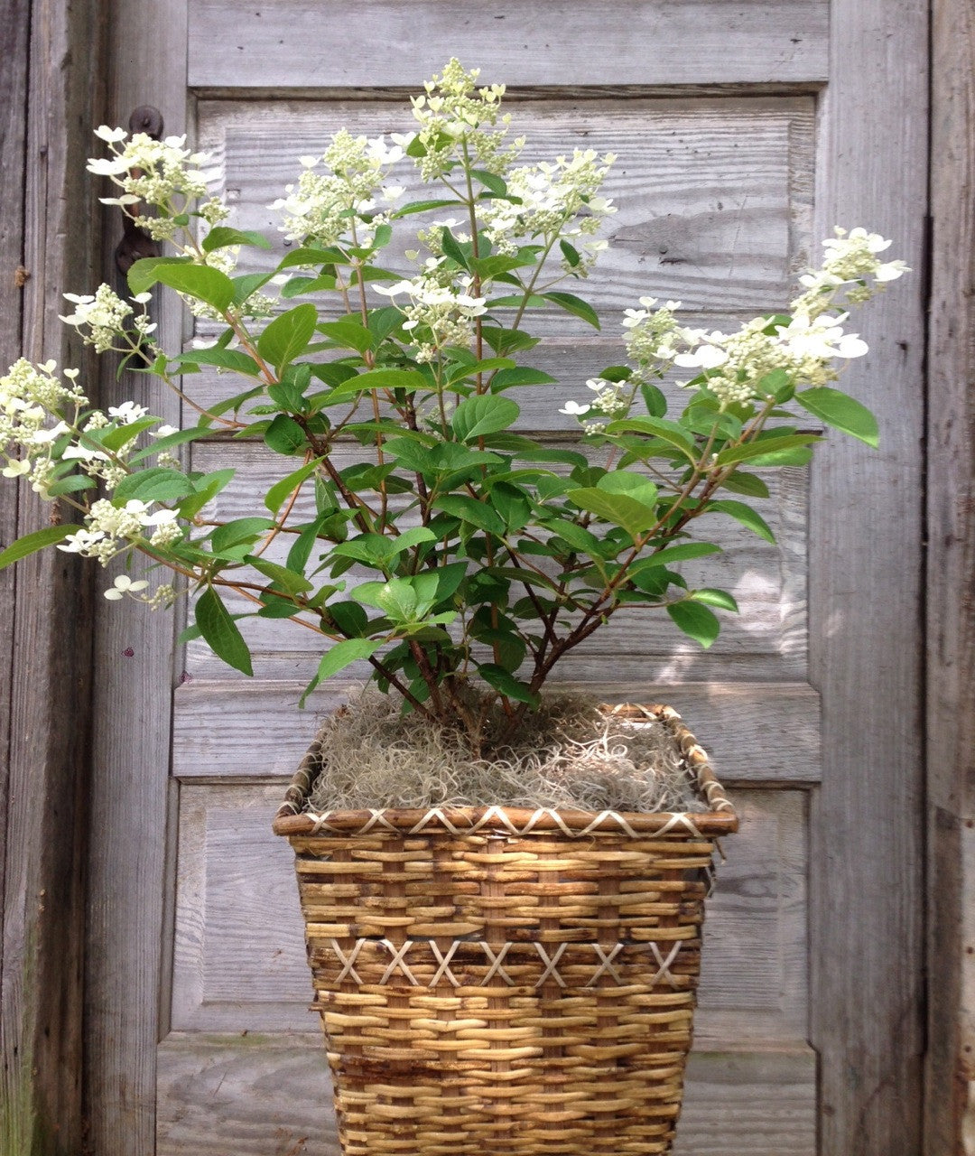 Hydrangea 'Quick Fire'