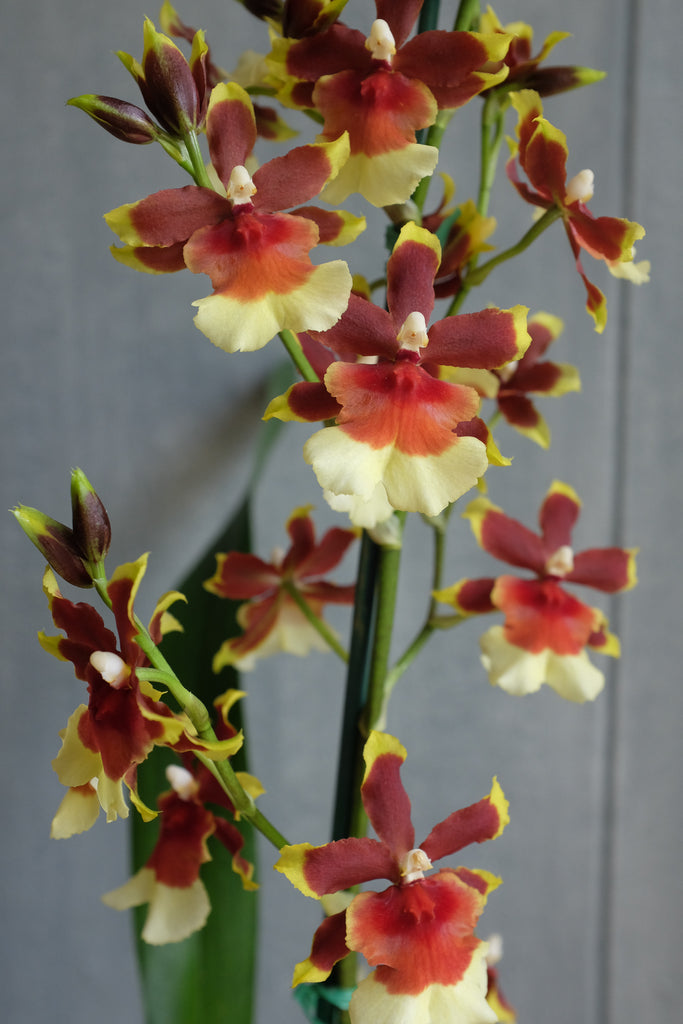 Blooming Oncidium Orchid