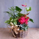 A basket of red blooming and foliage tropical plants