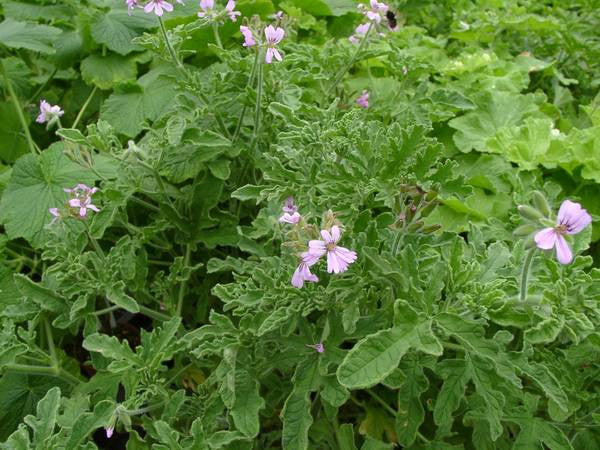 lemon geranium seeds Pelargonium 'Rober's Lemon Rose' (Scented Geranium, Rober's Lemon Rose