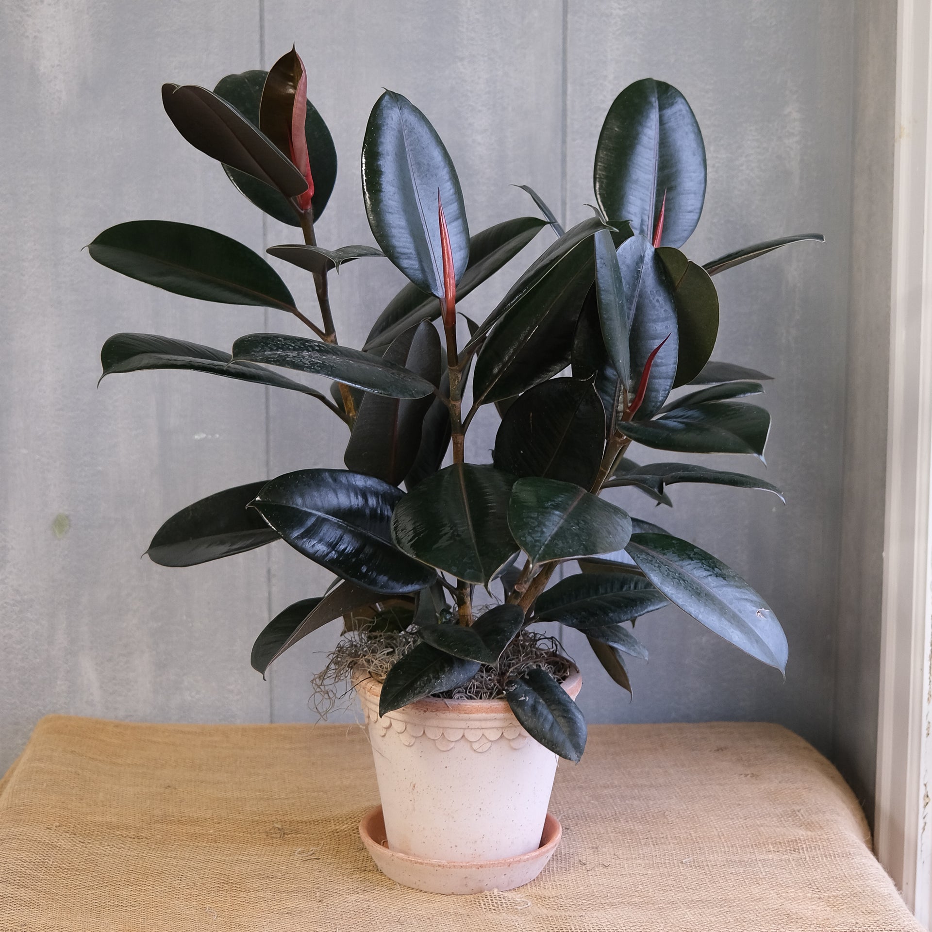 Rubber Plant | Lexington, KY