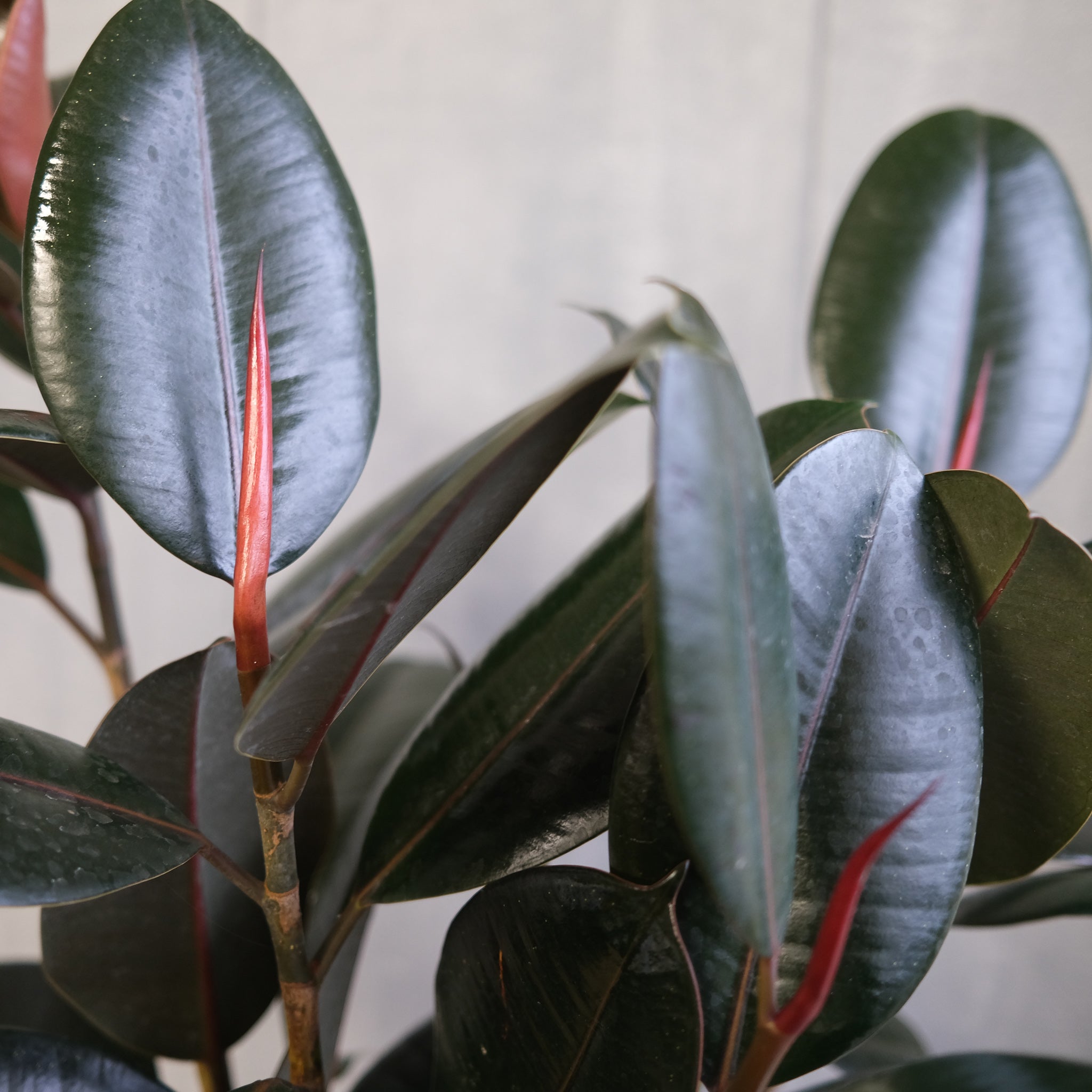 Ficus elastica - Rubber Plant