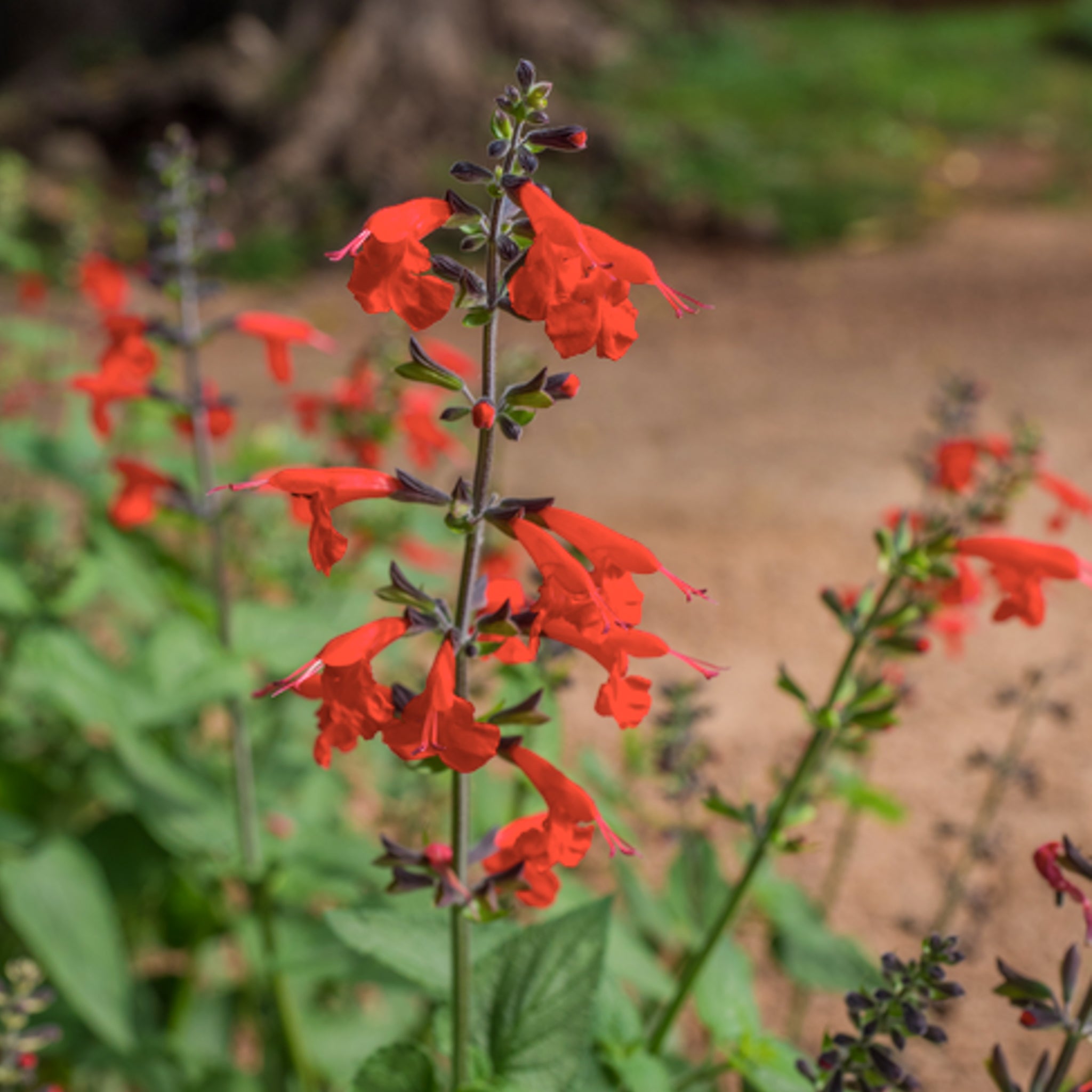 Salvia coccinea 'Hummingbird Lady in Red' – Michler's Florist ...