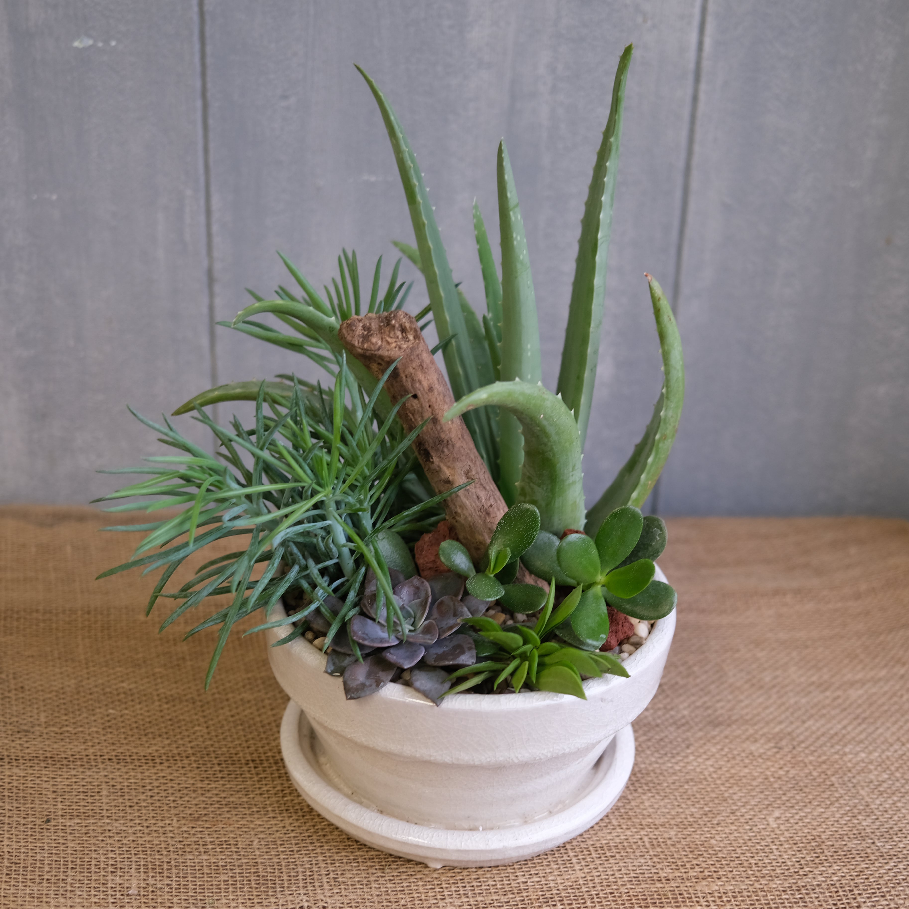 aloe vera succulent arrangement Santa Monica l Succulent Aloe Pot l Michlers Florist l Lexington KY – Michler's Florist, Greenhouses & Garden Design