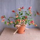 Blooming Shrimp Plant potted in terra cotta.