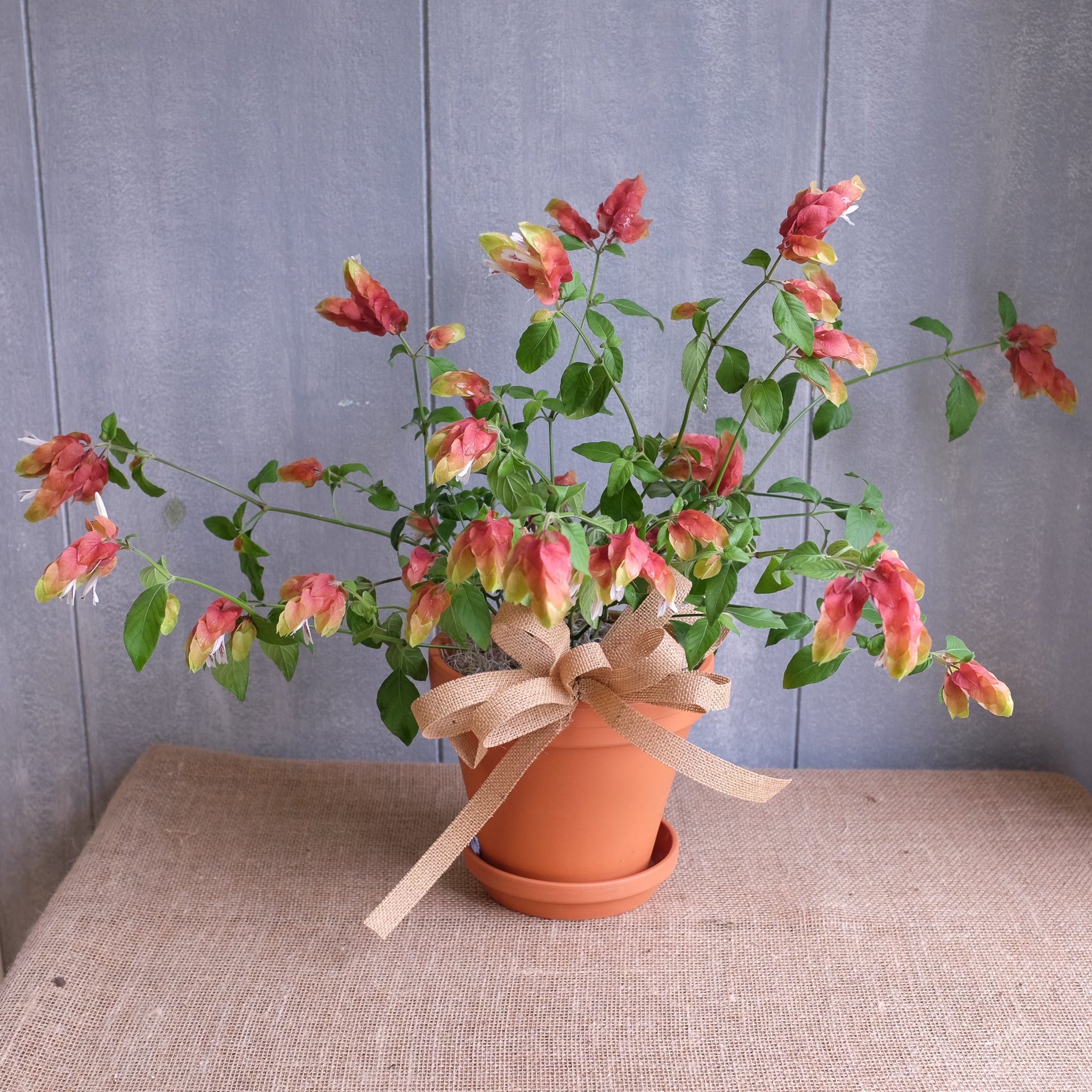the potted plant florist Blooming Shrimp Plant