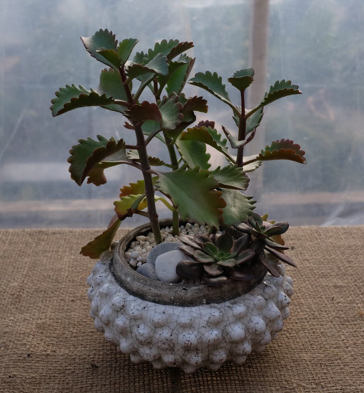 Succulent Planter in short knobby pot | Michler's Florist & Greenhouses