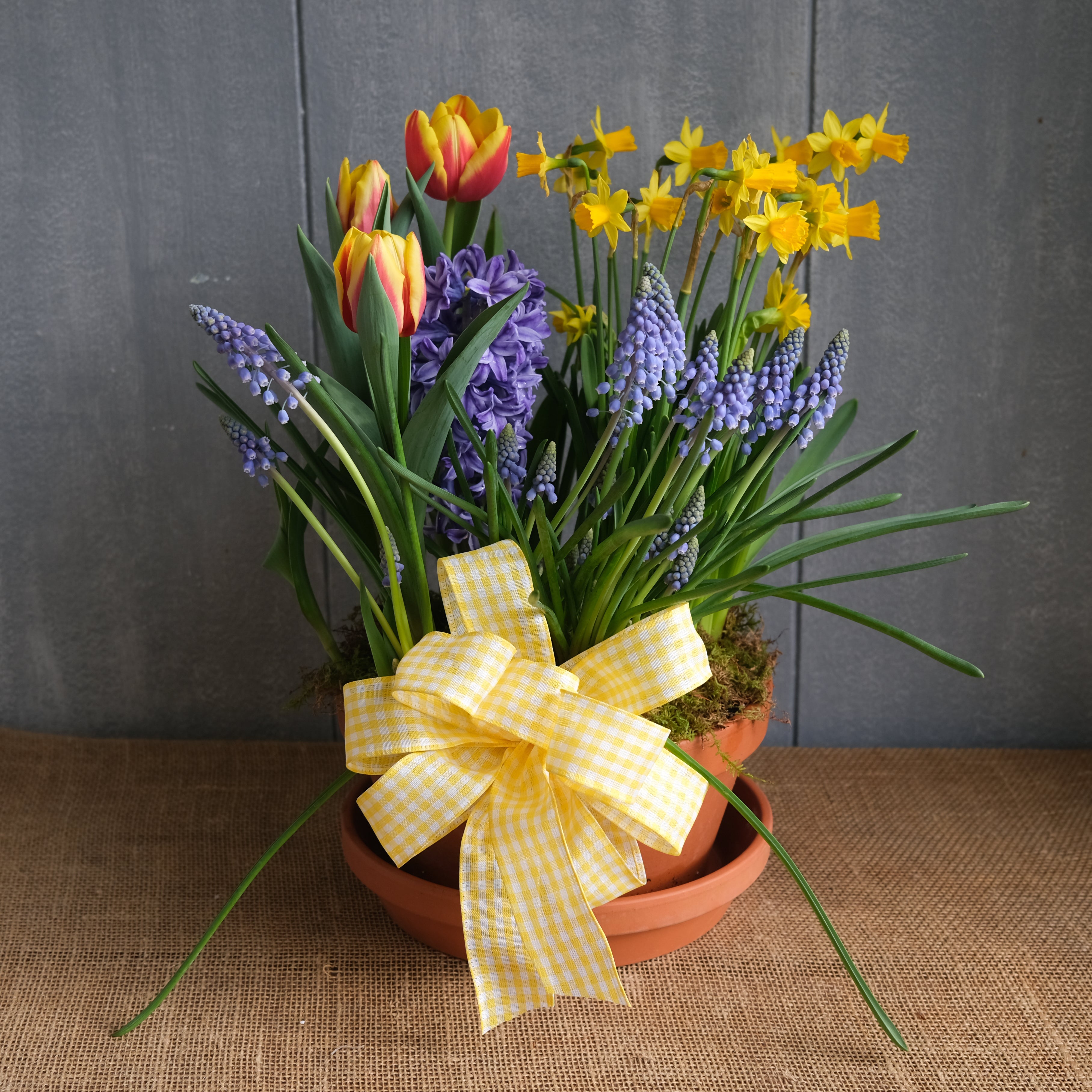 Spring Bulb Planter | Lexington, KY | Michler's Florist