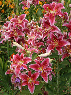 showy lily flower Lily 'Starfigther' | Perennial in Lexington, KY
