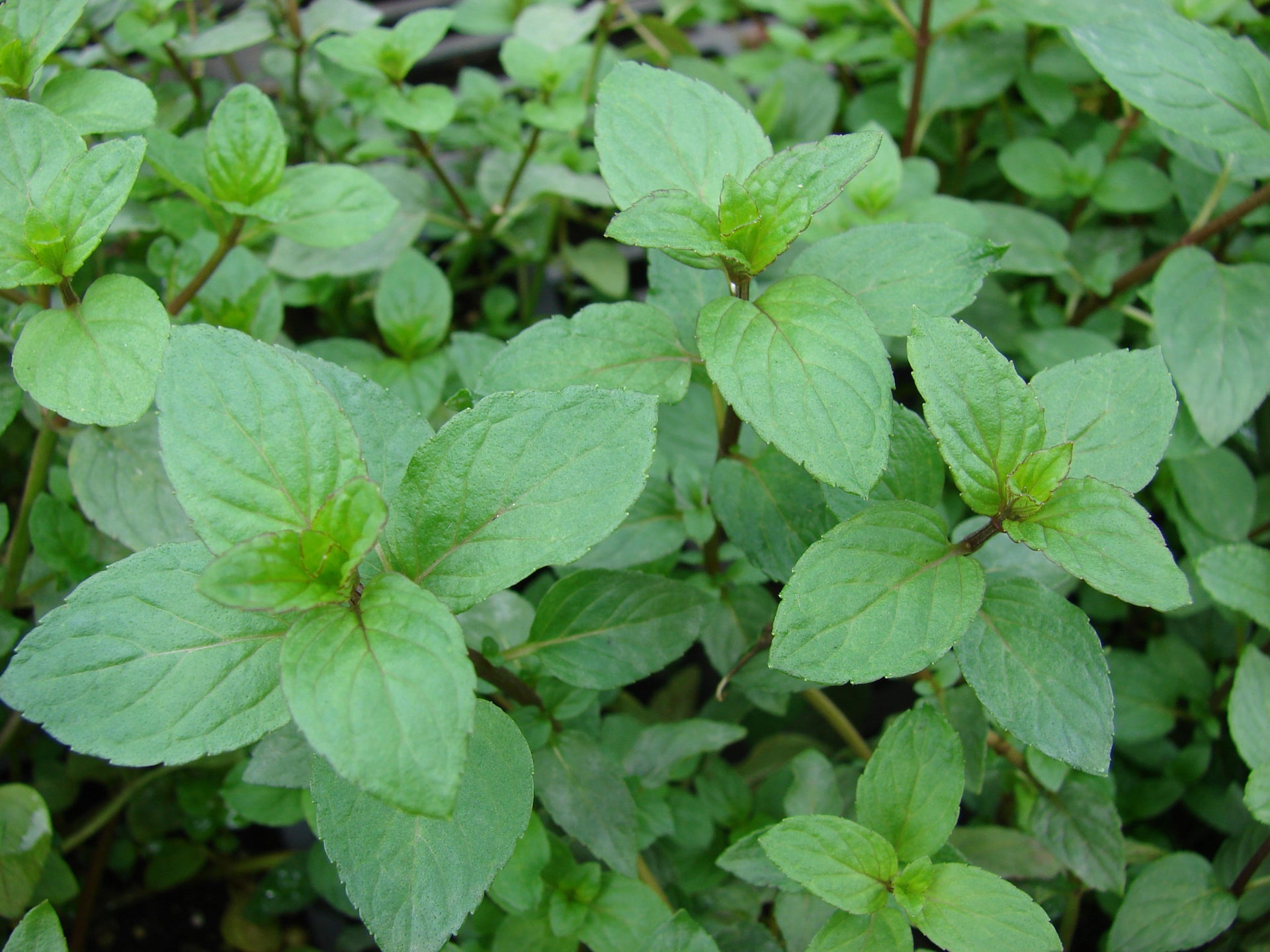 Mint